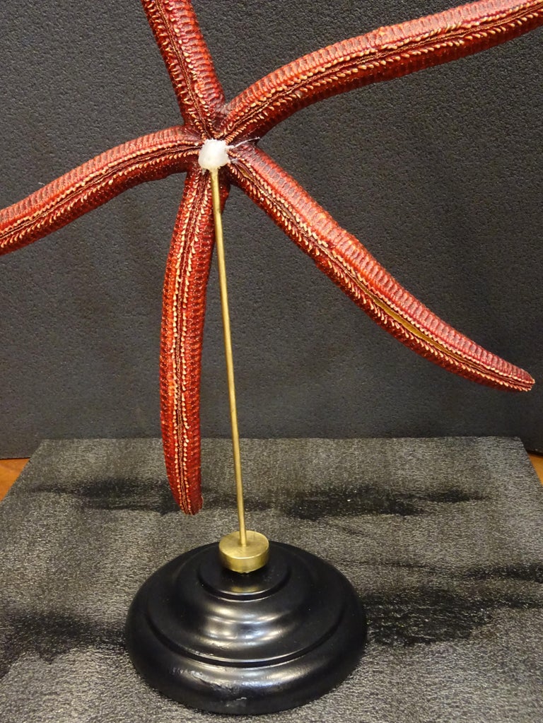 Red Extra-Size Starfish, Océano Pacific, Ophidiaster Ophidianus For Sale 5