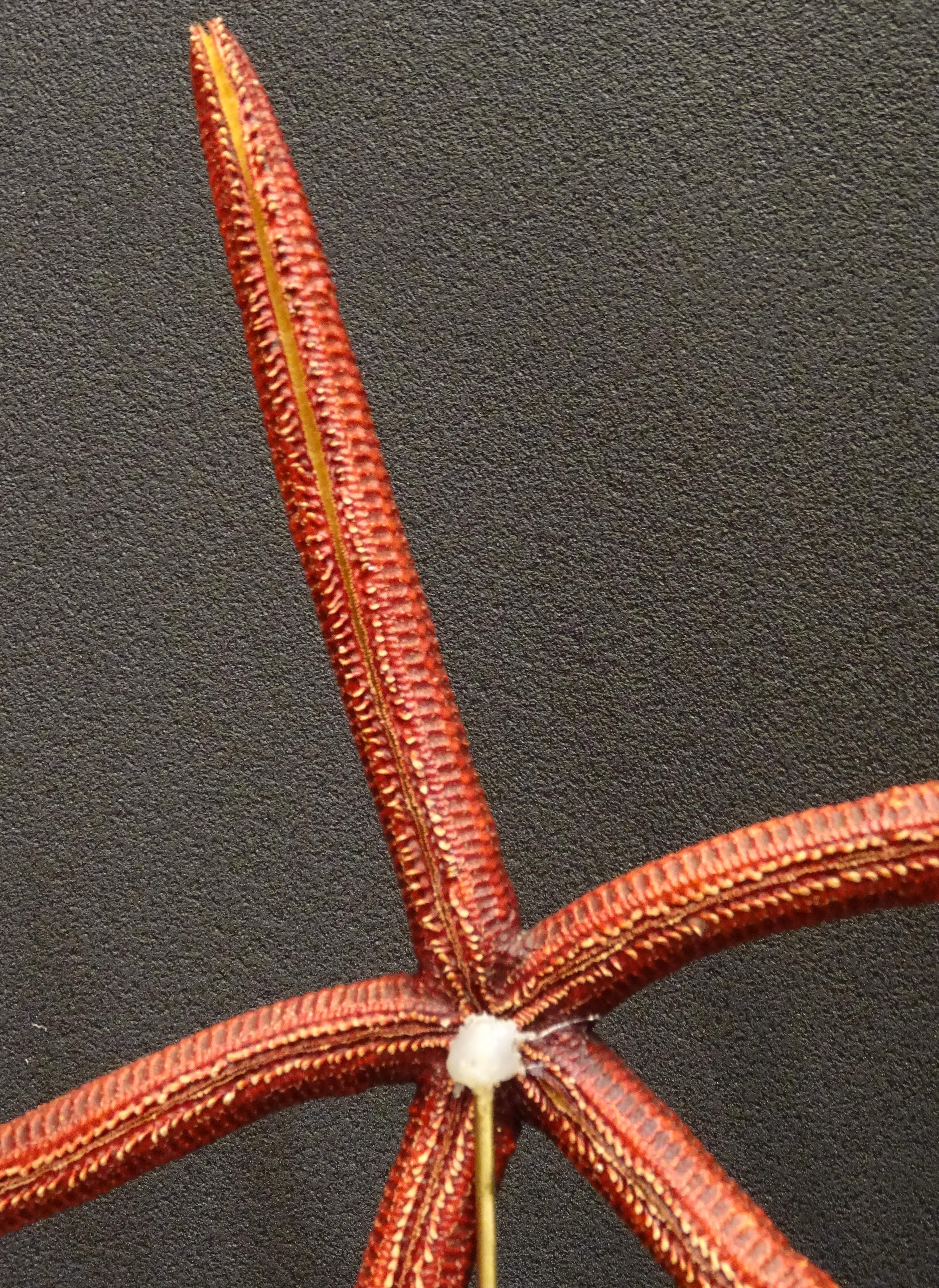 Étoile de mer rouge extra-large, Océano Pacific, Ophidiaster Ophidianus en vente 6