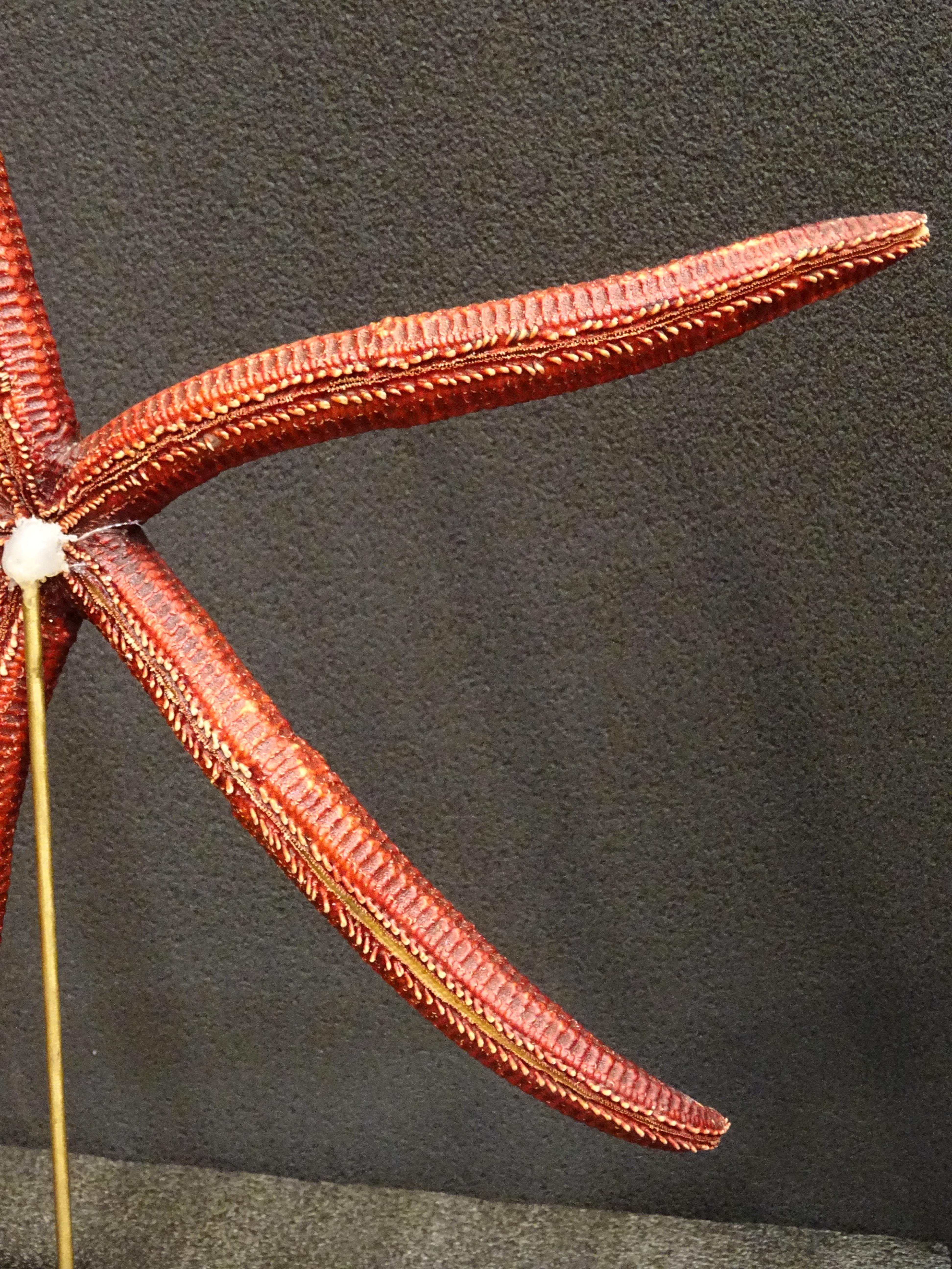 Étoile de mer rouge extra-large, Océano Pacific, Ophidiaster Ophidianus en vente 7