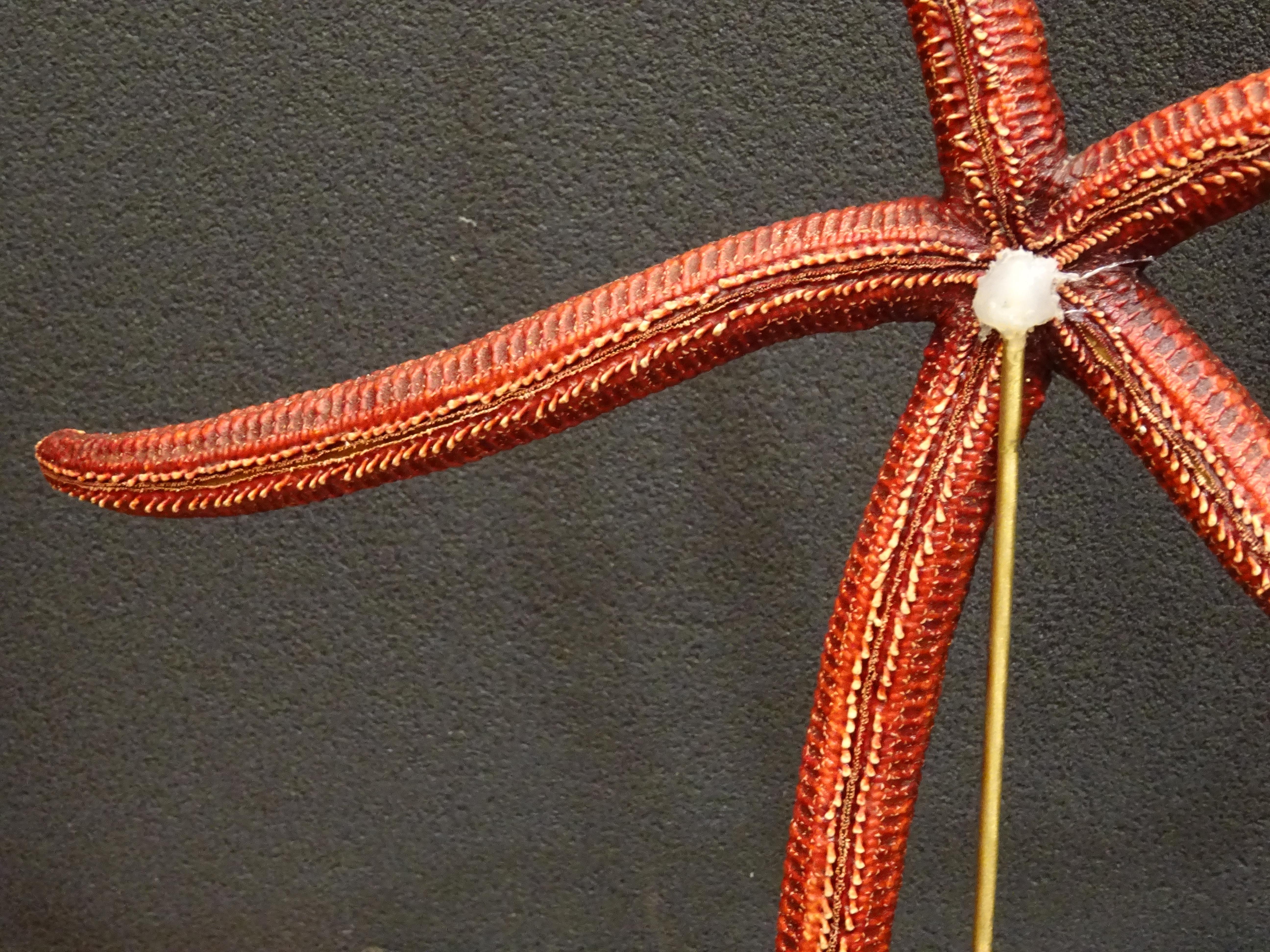 Red Extra-Size Starfish, Océano Pacific, Ophidiaster Ophidianus For Sale 5