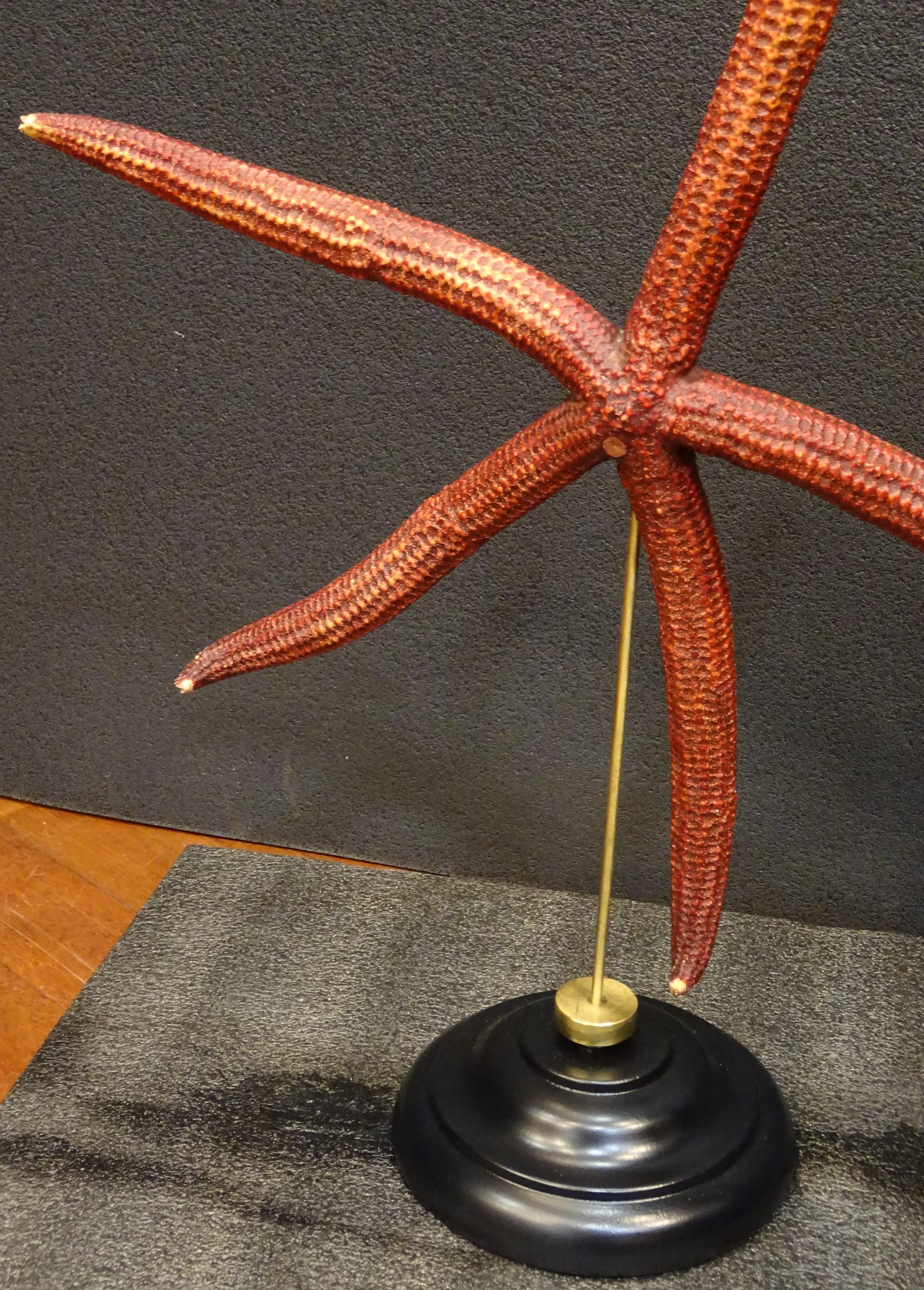 Étoile de mer rouge extra-large, Océano Pacific, Ophidiaster Ophidianus en vente 10