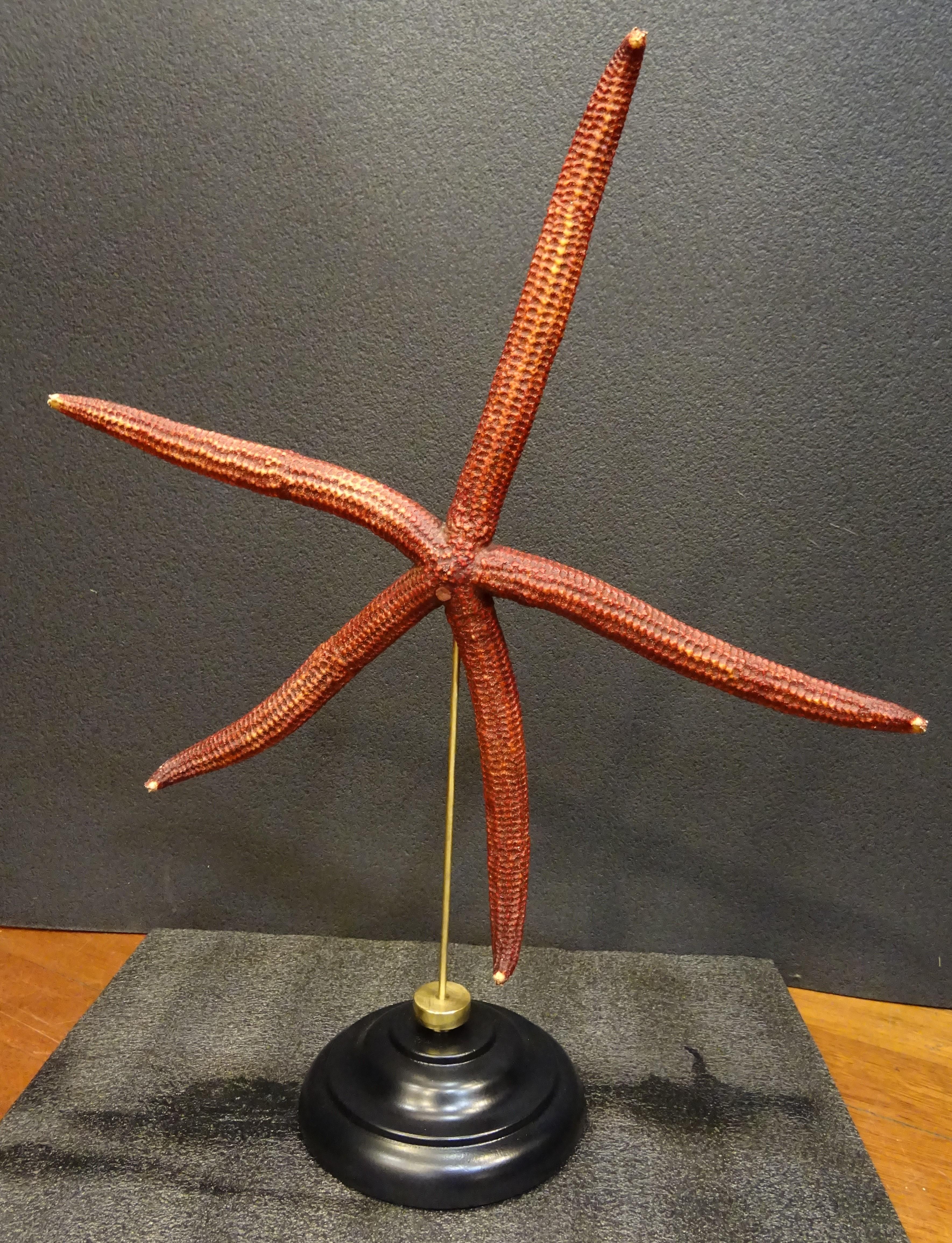 Étoile de mer rouge extra-large, Océano Pacific, Ophidiaster Ophidianus en vente 11