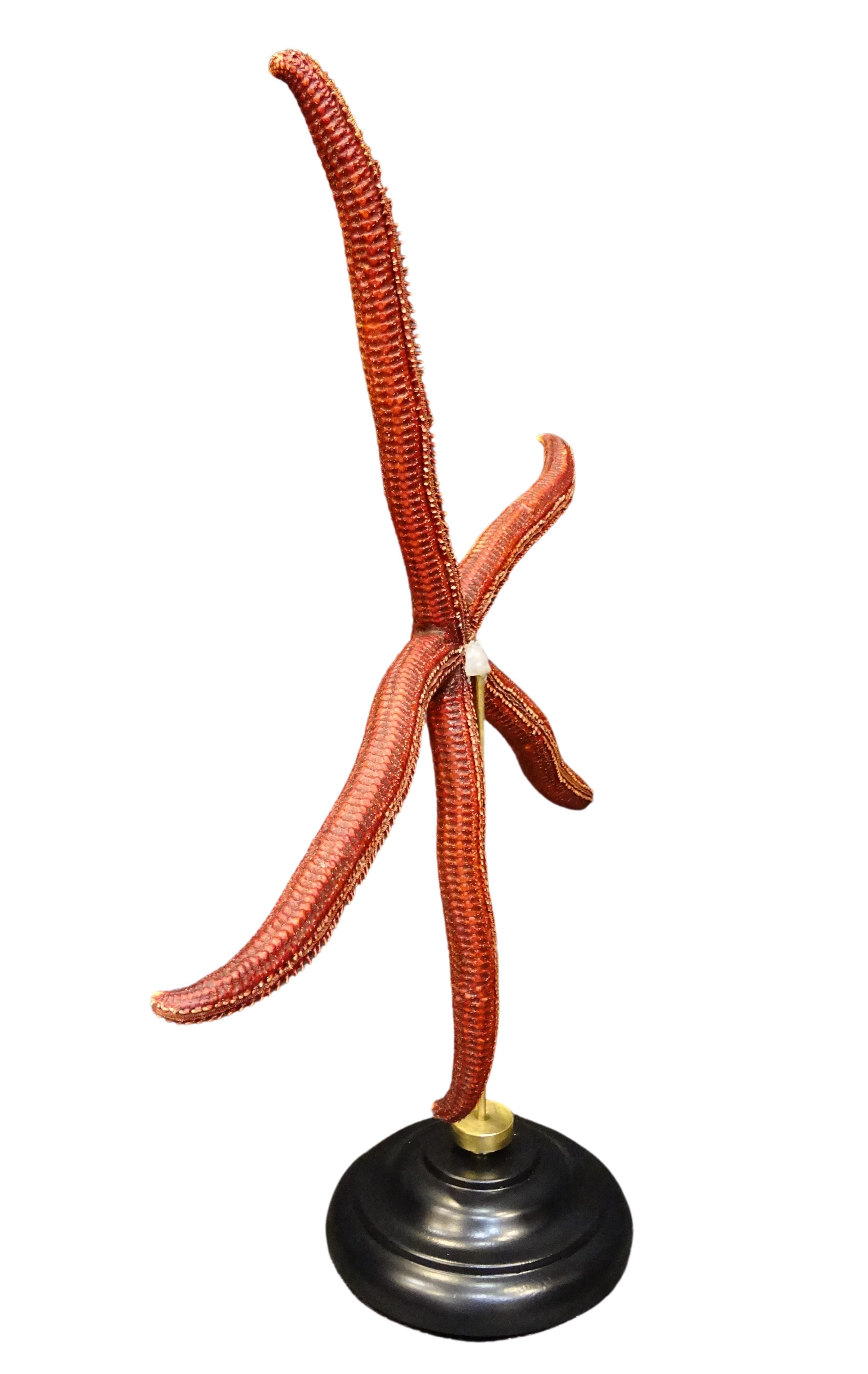 Ophidiaster ophidianus, measures: 495 × 418 × 140 mm, 576 g weight
2018, Océano Pacífico
Red extra-size starfish!
A fantastic specimen of Ophidiaster ophidianus caught in the Solomon Islands, was dried and then mounted on an elegant wooden