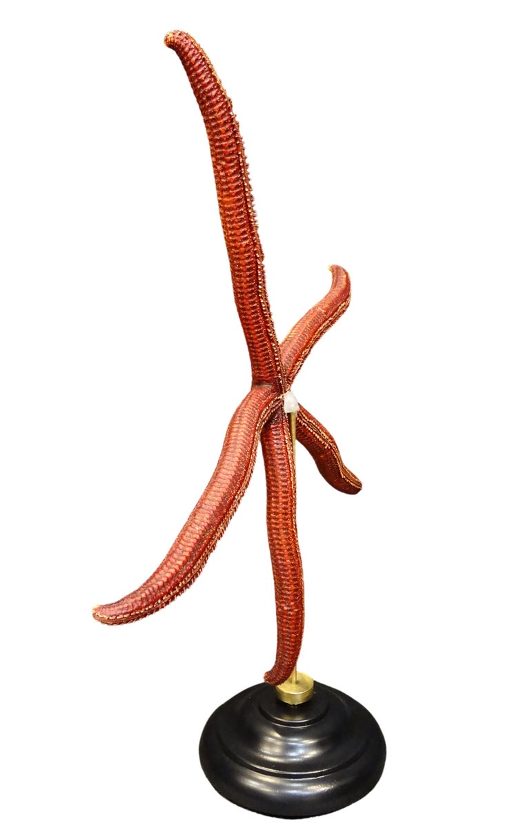 Ophidiaster ophidianus, measures: 495 × 418 × 140 mm, 576 g weight
2018, Océano Pacífico
Red extra-size starfish!
A fantastic specimen of Ophidiaster ophidianus caught in the Solomon Islands, was dried and then mounted on an elegant wooden