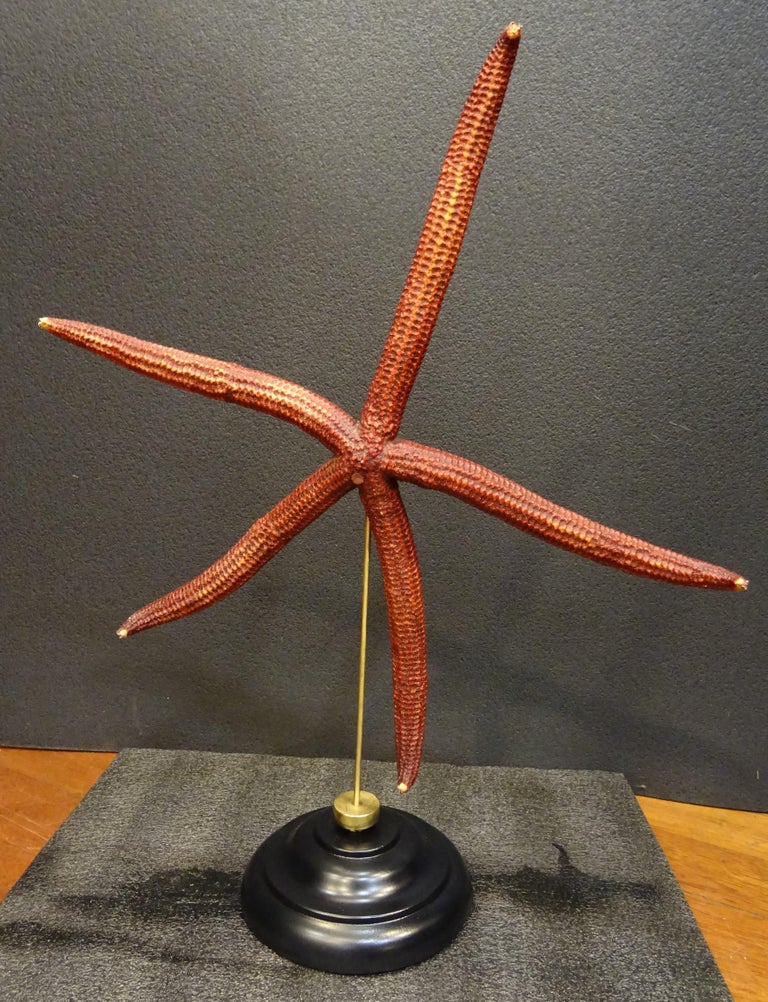 Pacific Islands Red Extra-Size Starfish, Océano Pacific, Ophidiaster Ophidianus For Sale