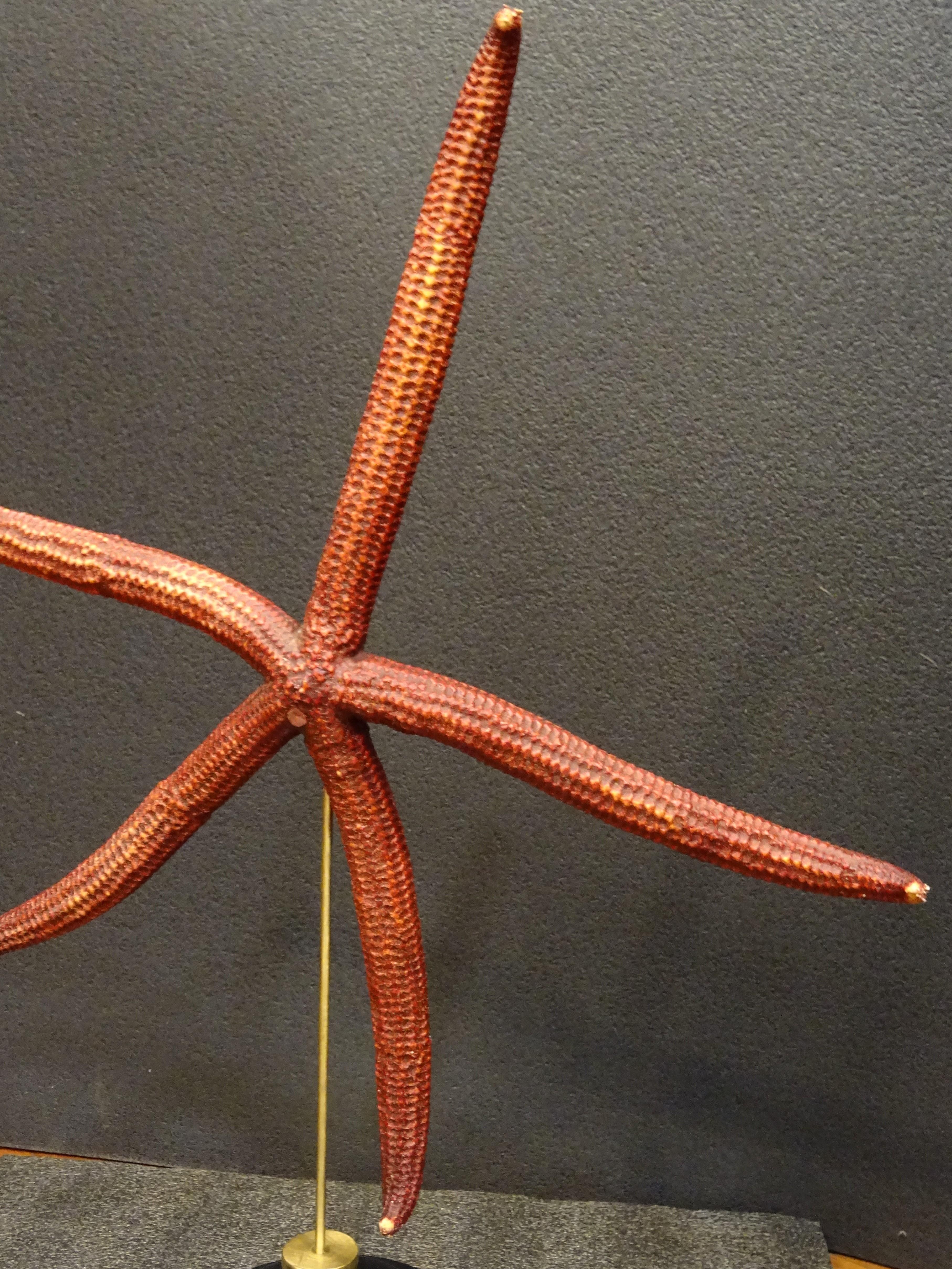 Pacific Islands Red Extra-Size Starfish, Océano Pacific, Ophidiaster Ophidianus For Sale