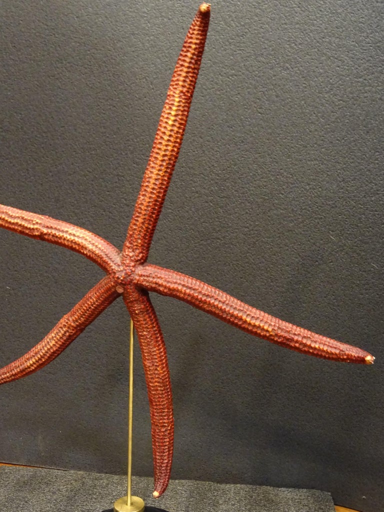 Contemporary Red Extra-Size Starfish, Océano Pacific, Ophidiaster Ophidianus For Sale