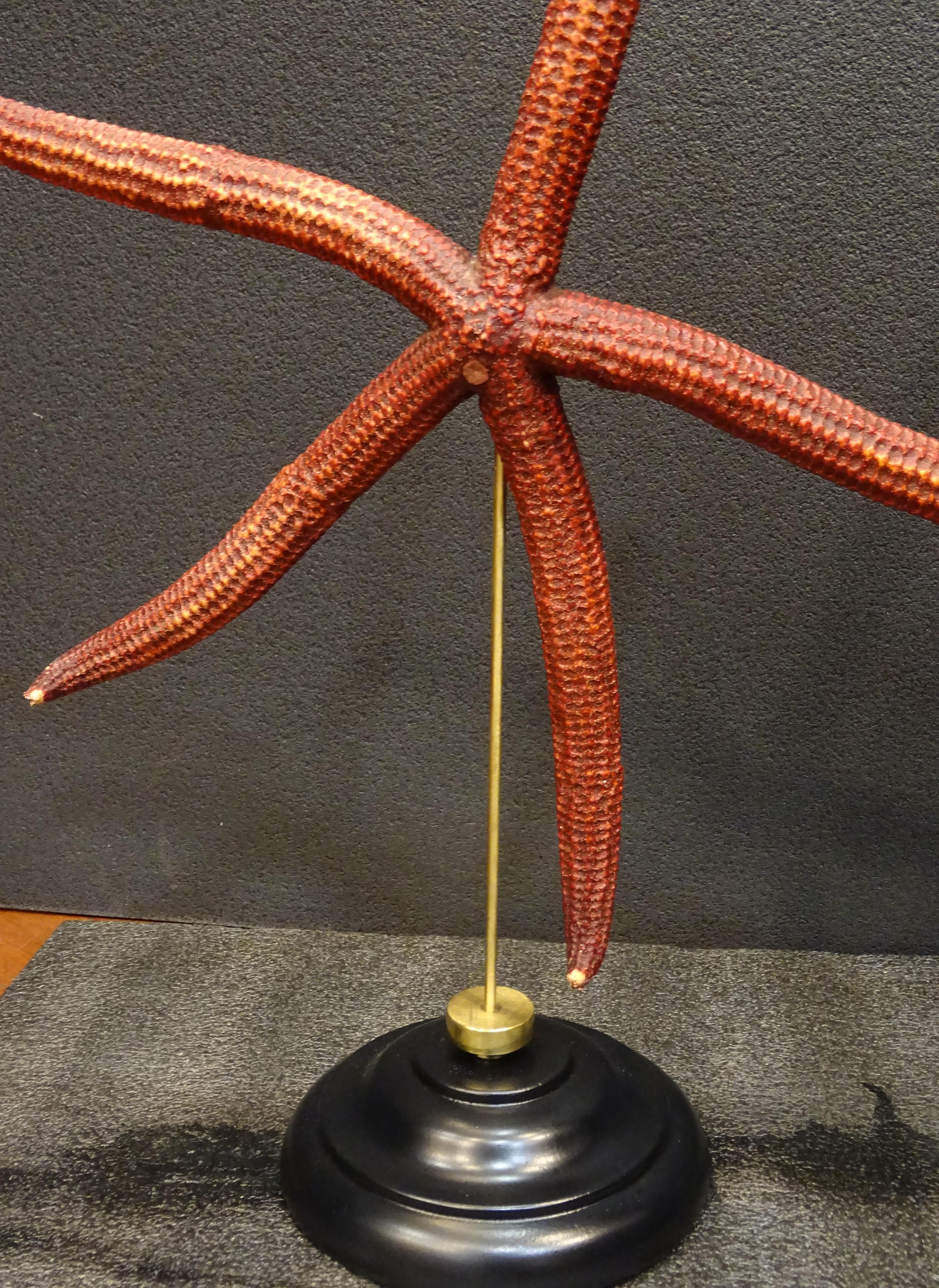 Hand-Crafted Red Extra-Size Starfish, Océano Pacific, Ophidiaster Ophidianus For Sale