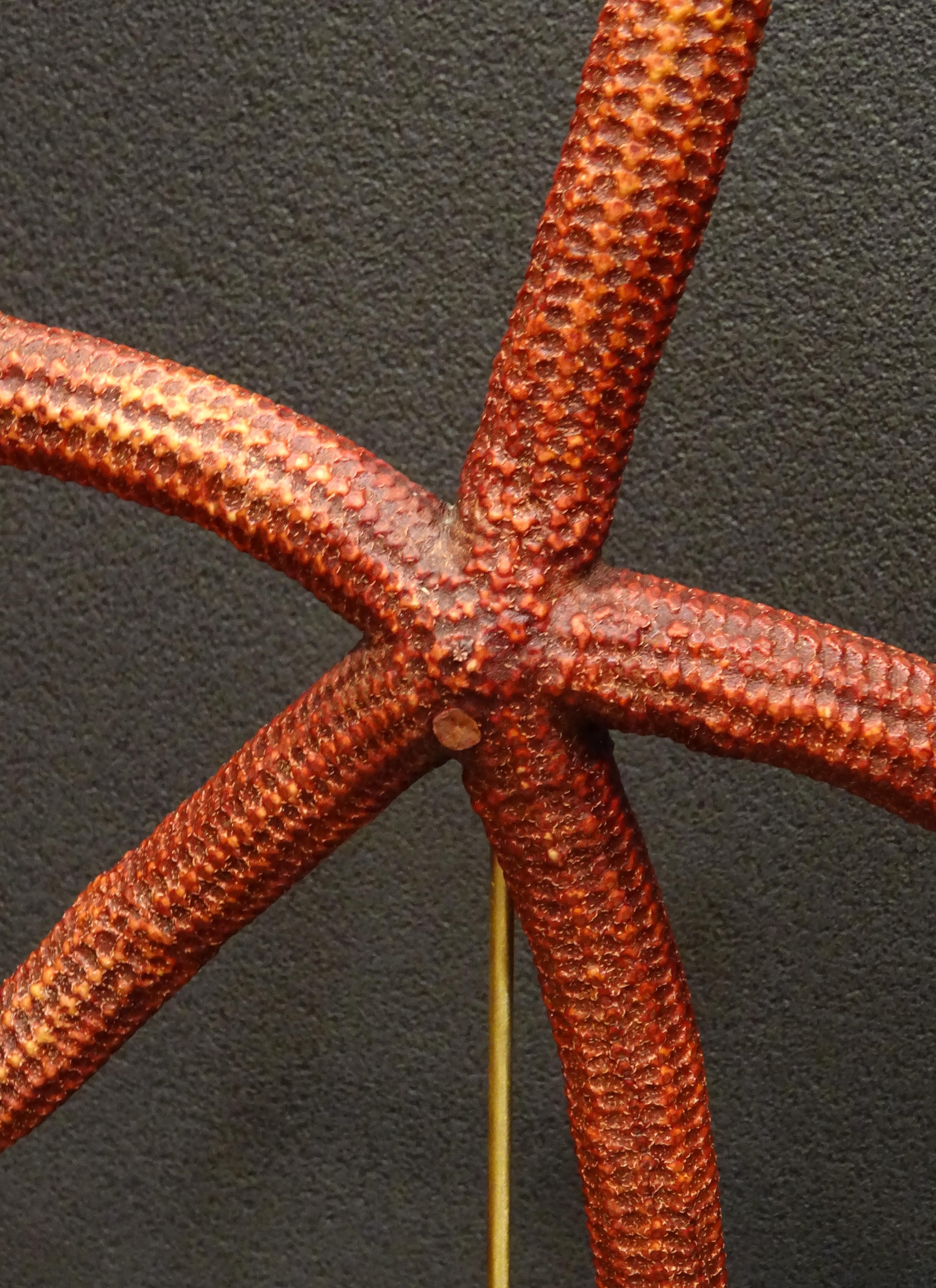 Red Extra-Size Starfish, Océano Pacific, Ophidiaster Ophidianus In Excellent Condition For Sale In Valladolid, ES