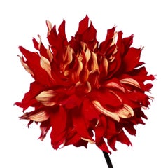Red Fire Dahlia by Michael Zeppetello