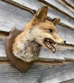 Red Fox Taxidermy Wall Mount on Oak Shield Plaque, Mid Century Hunting Trophy