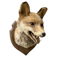 Red Fox Taxidermy Wall Mount on Oak Shield Plaque, Mid Century Hunting Trophy