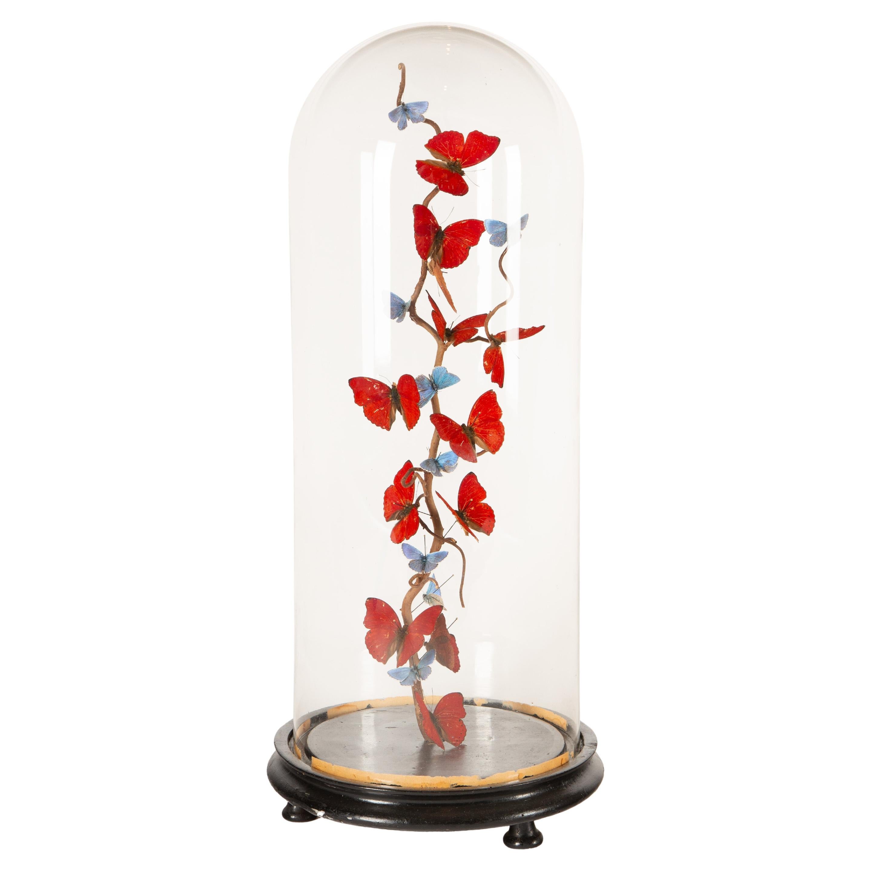 "Red Glitters" by Hasharat: 19th-C Glass Dome w/ Contemporary Butterfly Display