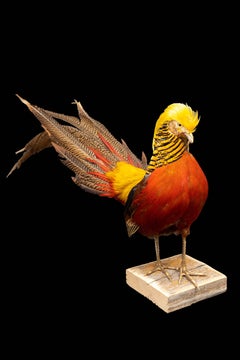 Red Golden Pheasant on Wooden Mount