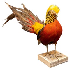 Red Golden Pheasant on Wooden Mount