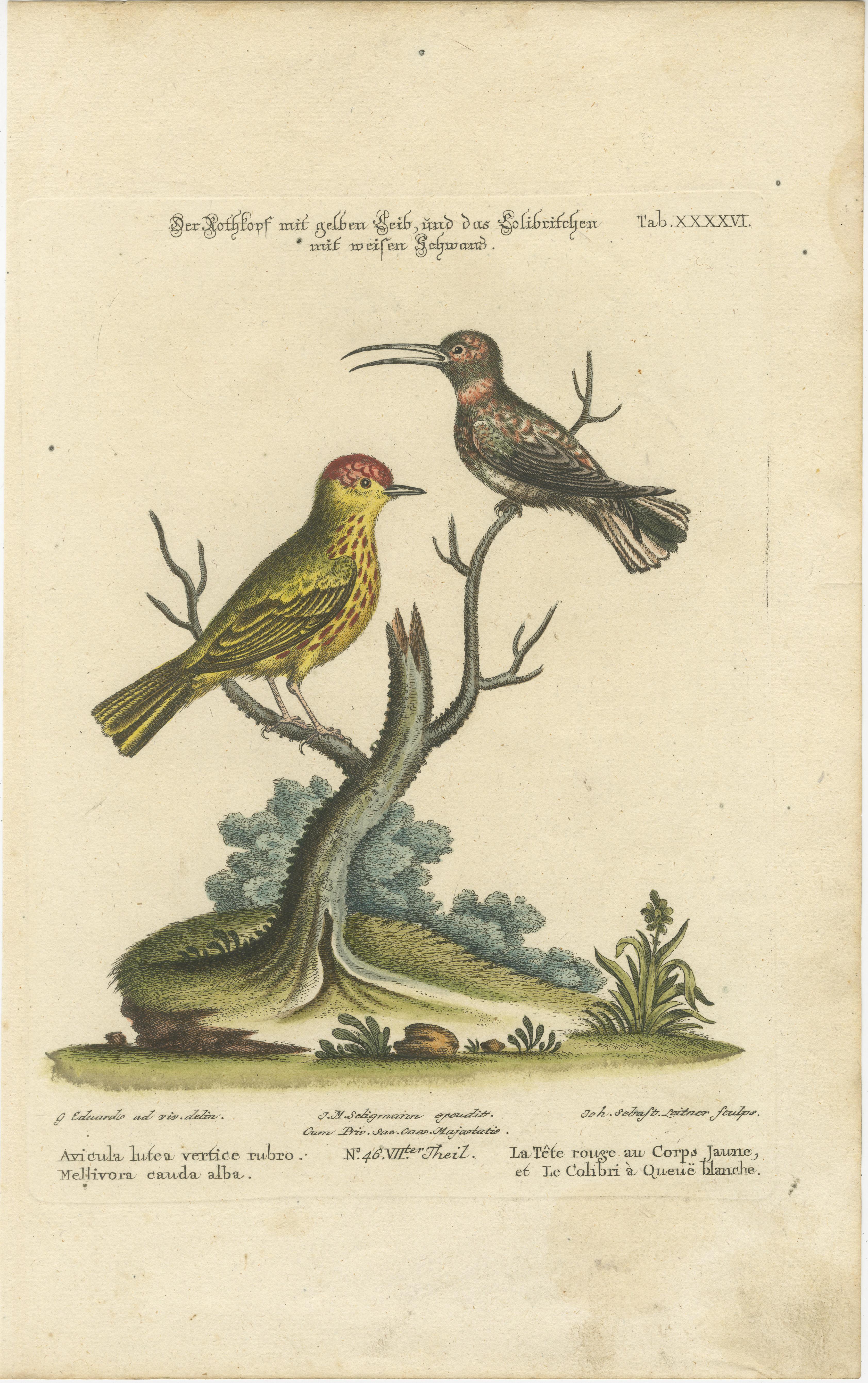 Si tratta di un'incisione in rame colorata a mano di Johann Michael Seligmann, derivata dal lavoro di George Edwards, e fa parte della *Sammlung verschiedener ausländischer und seltener Vögel* (Collezione di vari uccelli stranieri e rari),