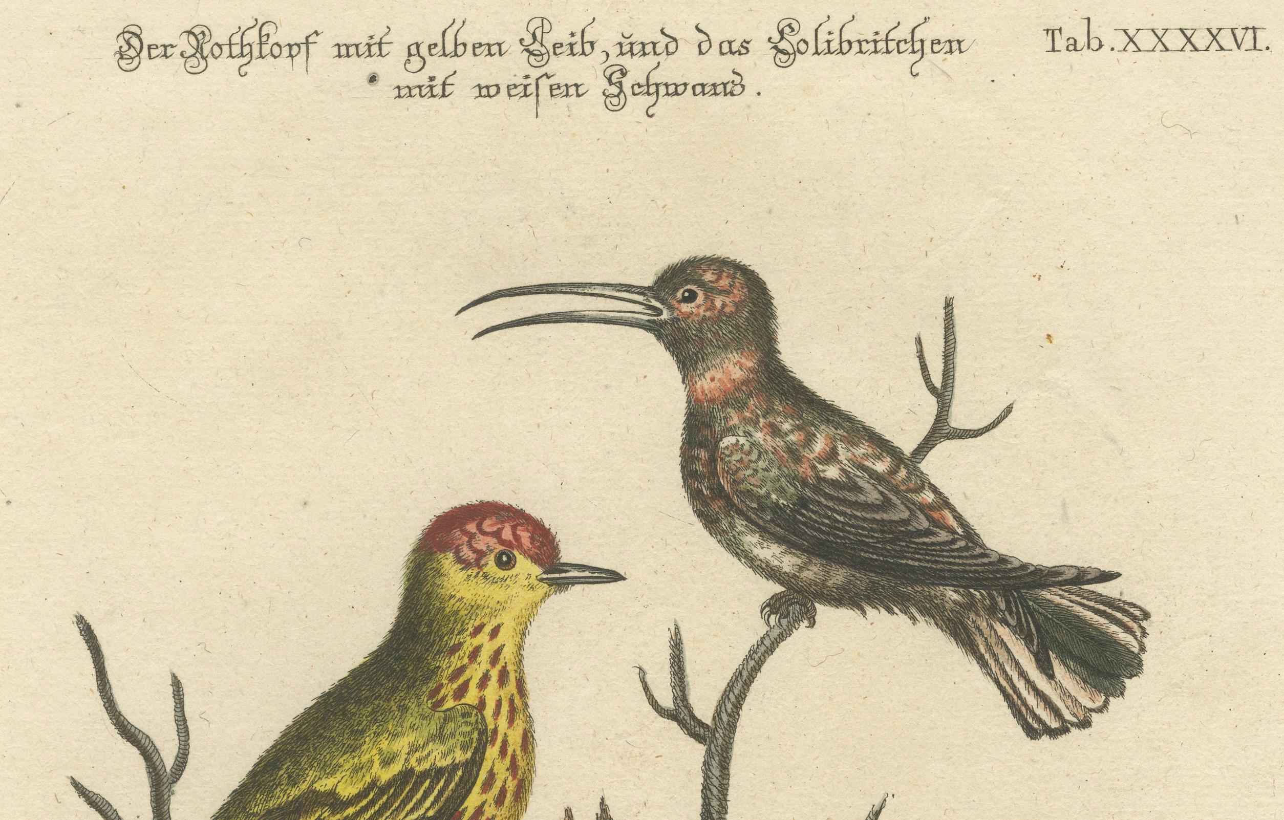 Inciso Uccello dalla testa rossa e colibrì dalla coda bianca: Colorato a mano, 1773 in vendita
