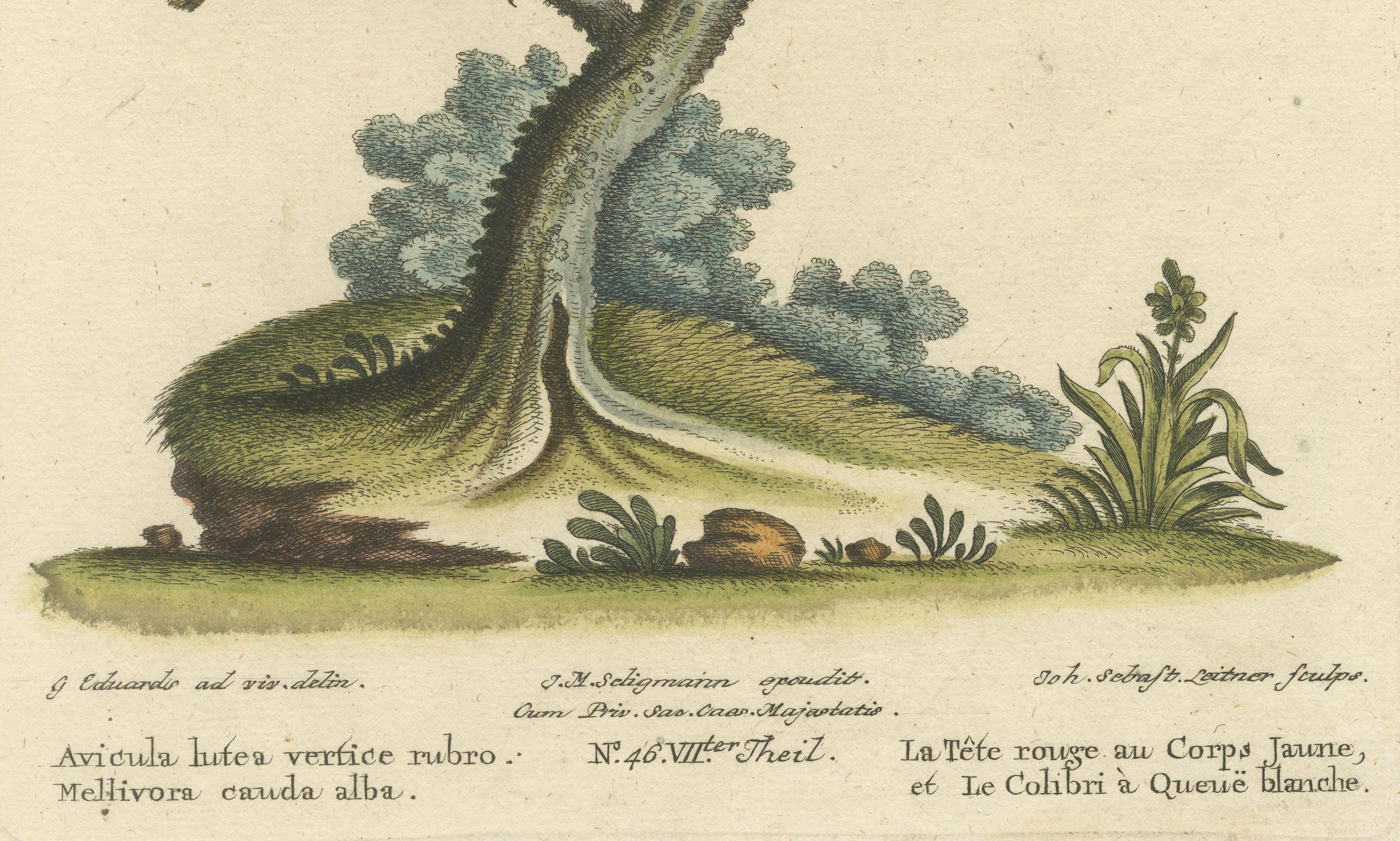 Uccello dalla testa rossa e colibrì dalla coda bianca: Colorato a mano, 1773 In condizioni buone in vendita a Langweer, NL
