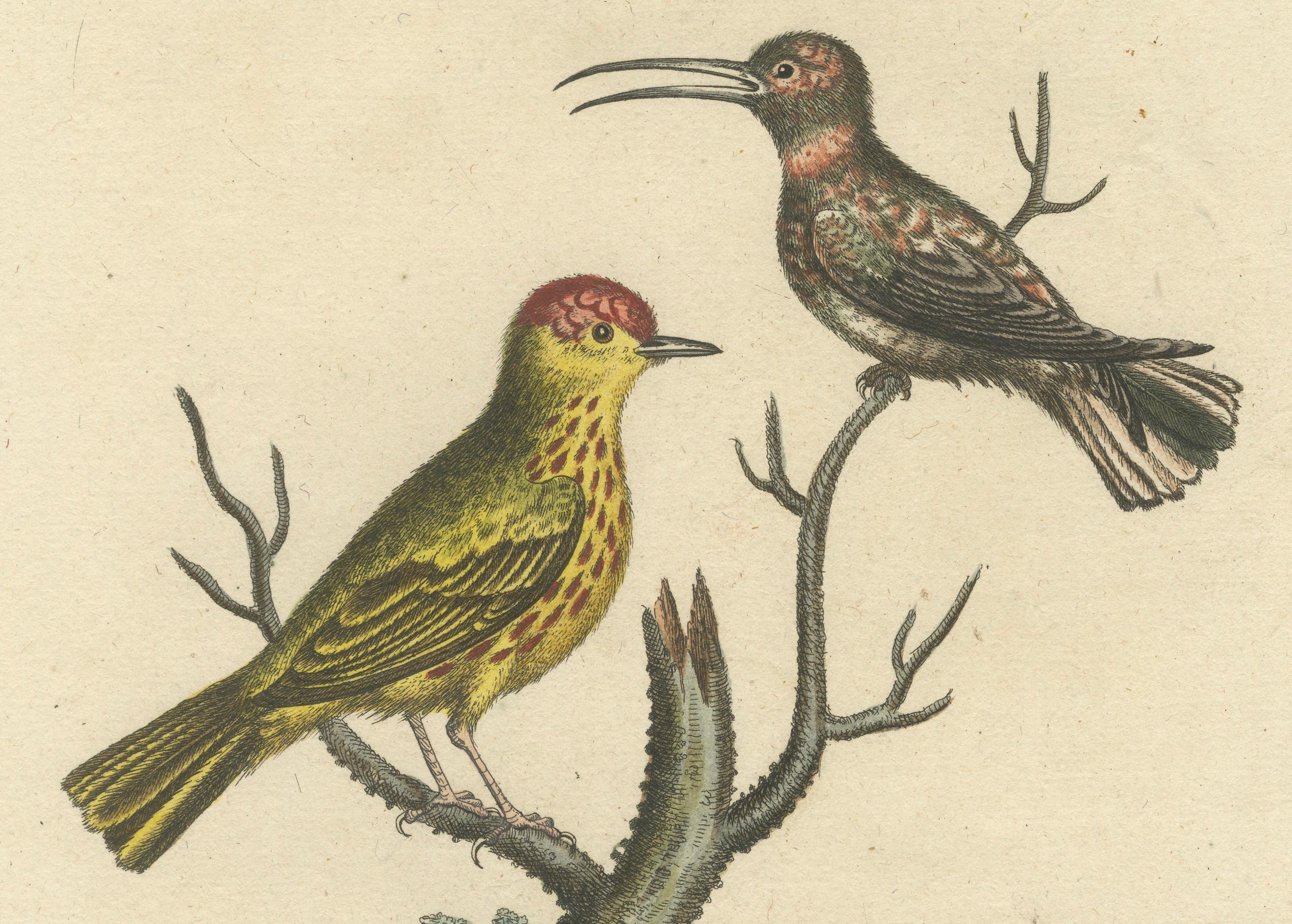 Fine XVIII secolo Uccello dalla testa rossa e colibrì dalla coda bianca: Colorato a mano, 1773 in vendita