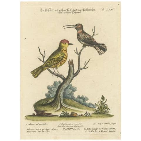 Red-Headed Yellow-Bodied Bird and White-Tailed Hummingbird: Hand-Coloured, 1773