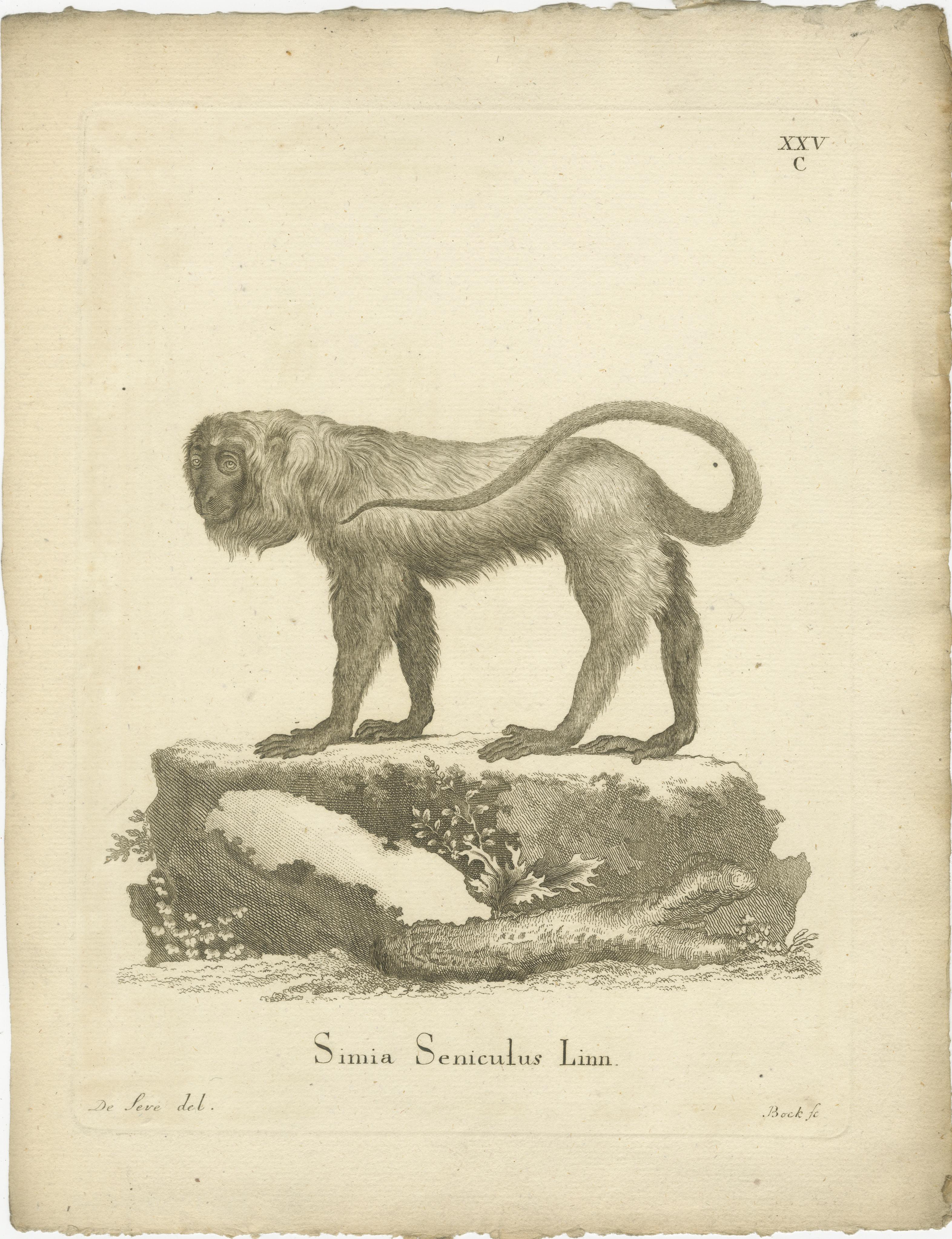 Antique Engraving of a Red Howler Monkey (Simia Seniculus Linn.), drawn by De Sève, engraved by Bock, circa 1800

This fine zoological engraving depicts the Red Howler Monkey (Simia Seniculus Linn.), drawn by Jacques de Sève and engraved by Bock