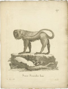 Red Howler Monkey – Antique Natural History Engraving, De Sève & Bock, c.1800