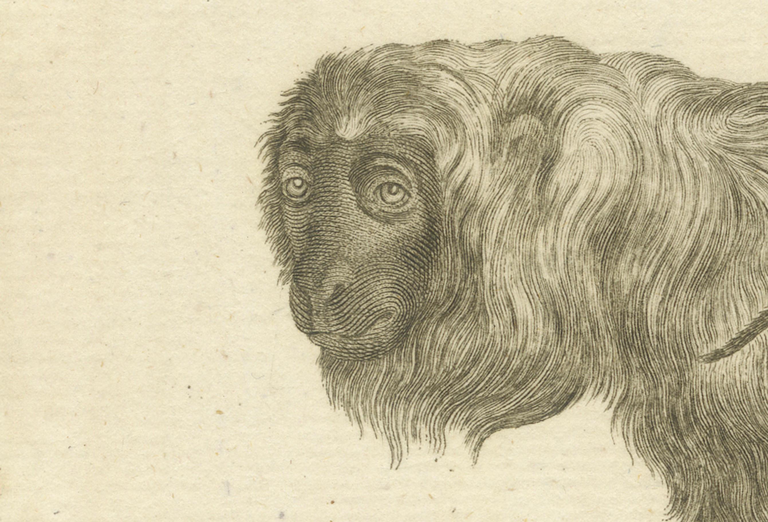 Red Howler Monkey – Antique Natural History Engraving, De Sève & Bock, c.1800 (Deutsch) im Angebot