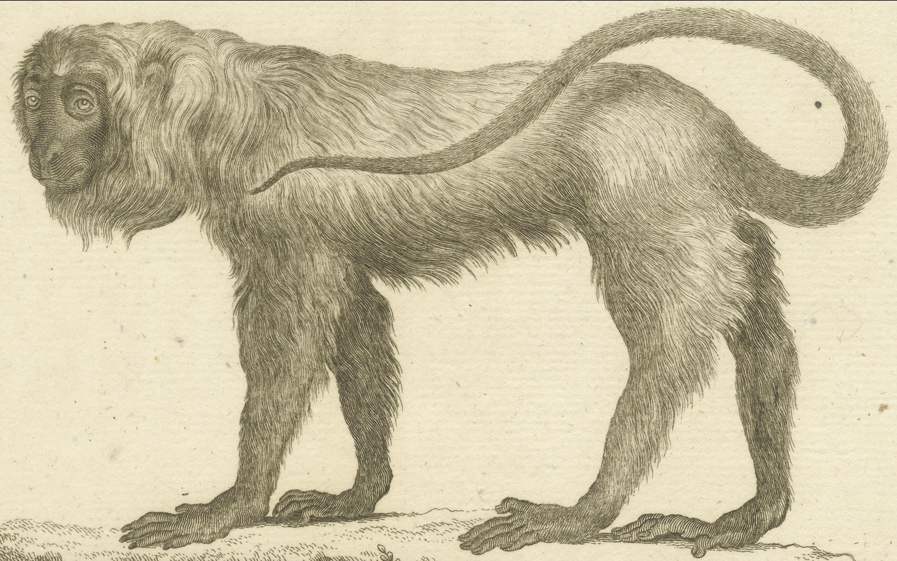 Red Howler Monkey – Antique Natural History Engraving, De Sève & Bock, c.1800 (19. Jahrhundert) im Angebot