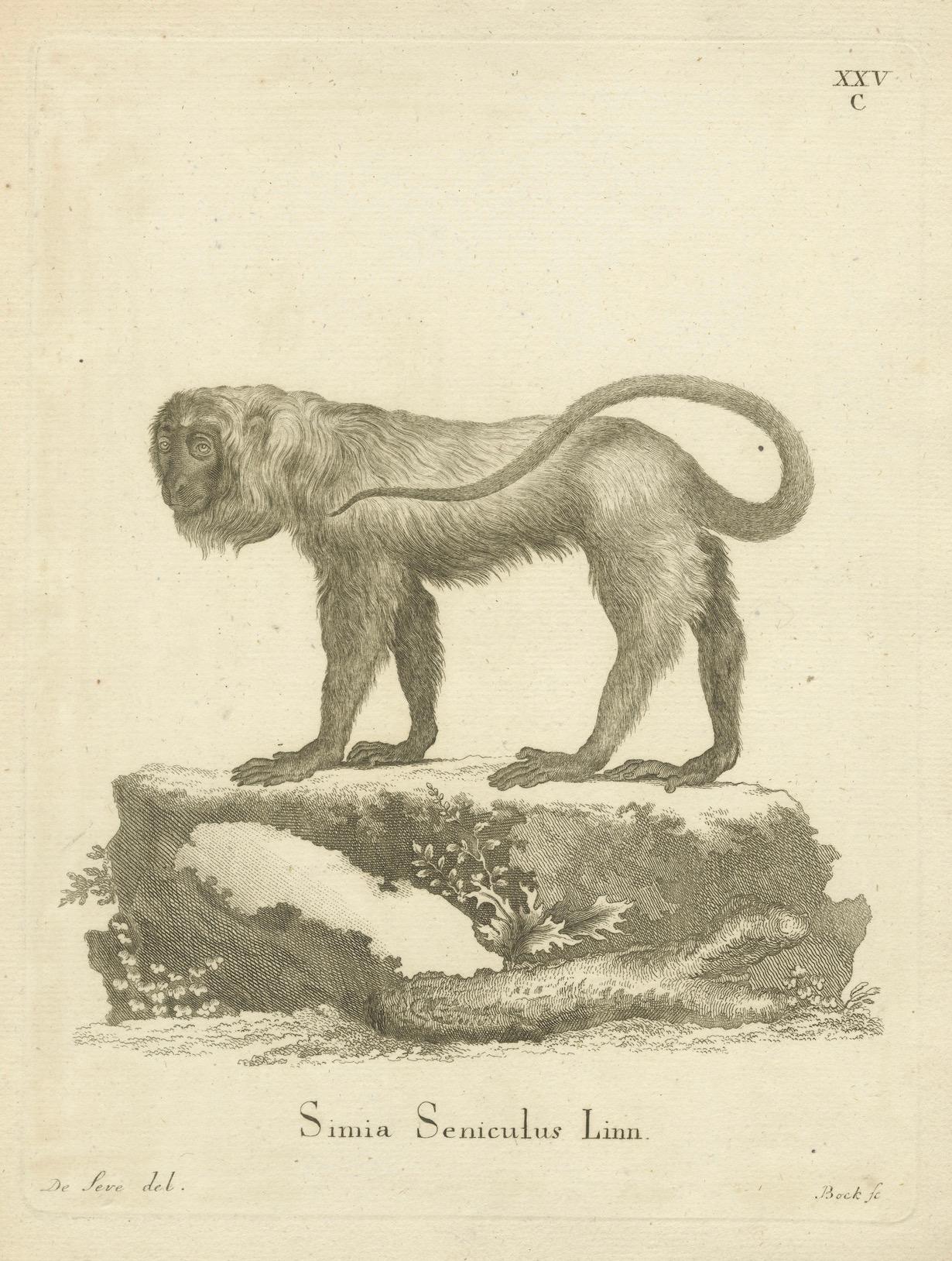 Red Howler Monkey – Antique Natural History Engraving, De Sève & Bock, c.1800 (Papier) im Angebot