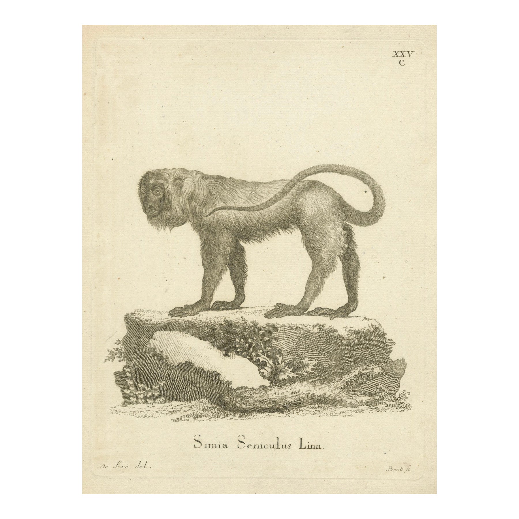 Red Howler Monkey – Antique Natural History Engraving, De Sève & Bock, c.1800