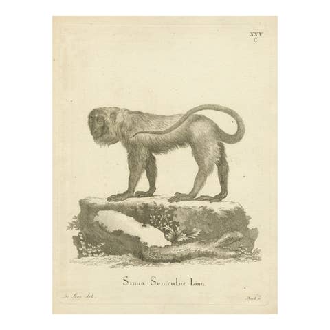 Red Howler Monkey – Antique Natural History Engraving, De Sève & Bock, c.1800