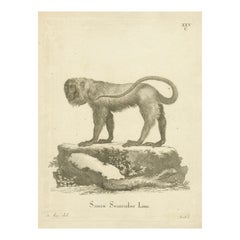Red Howler Monkey – Antique Natural History Engraving, De Sève & Bock, c.1800