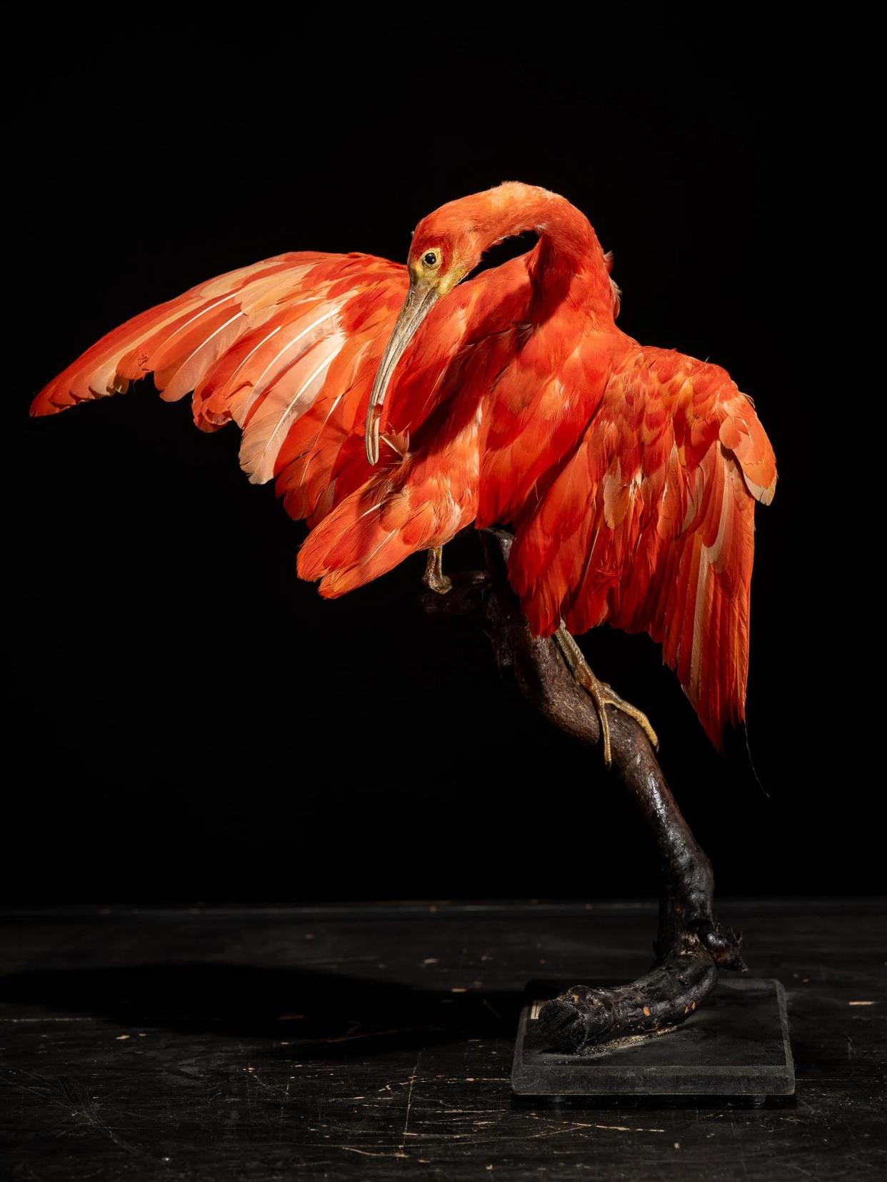 British Red Ibis old taxidermy mount in preening position, United Kingdom For Sale