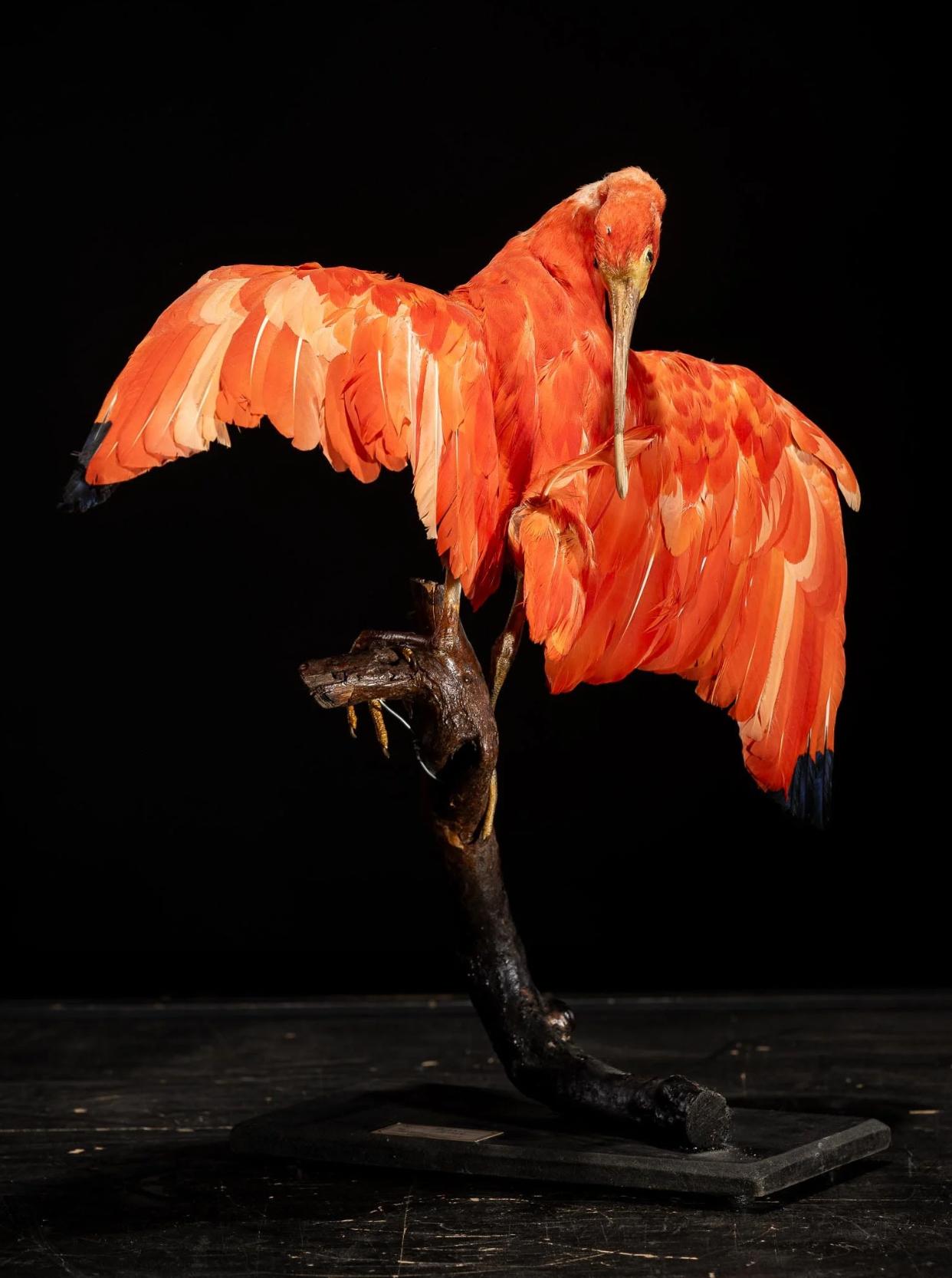 Hand-Crafted Red Ibis old taxidermy mount in preening position, United Kingdom For Sale