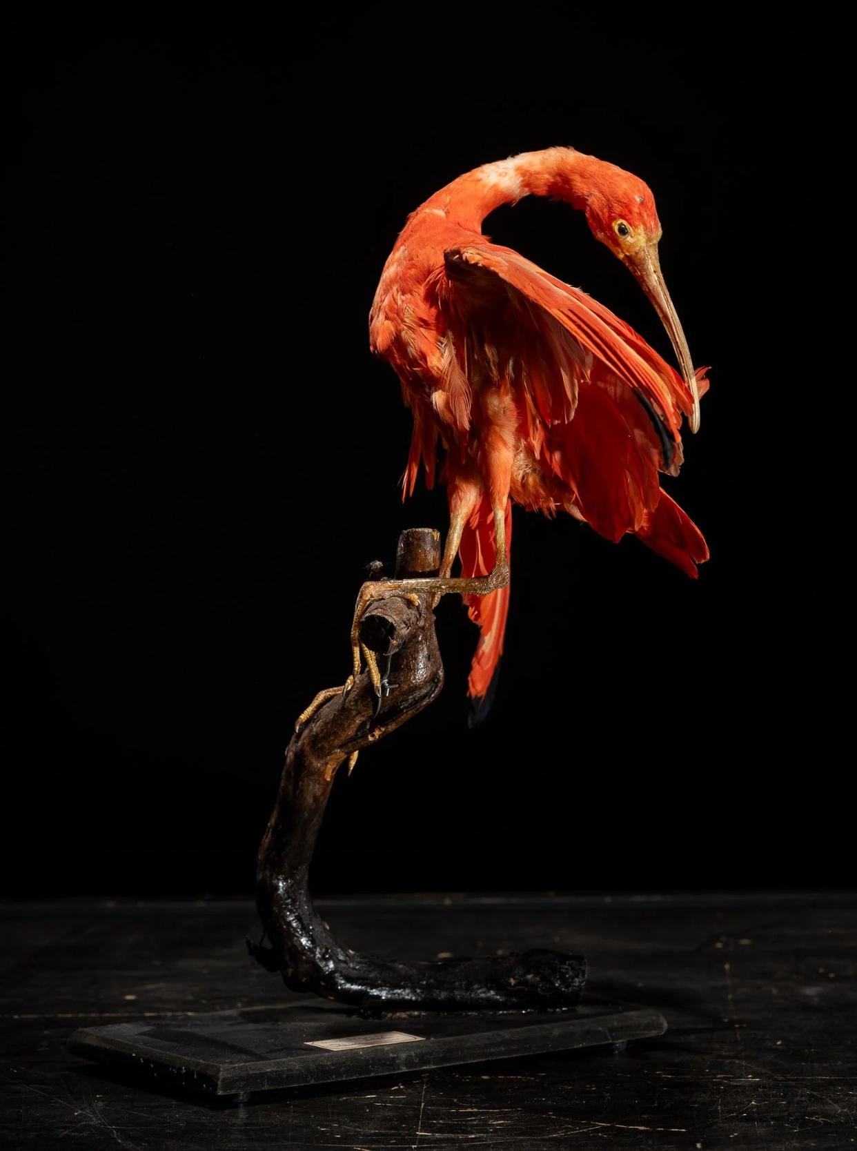 20th Century Red Ibis old taxidermy mount in preening position, United Kingdom For Sale