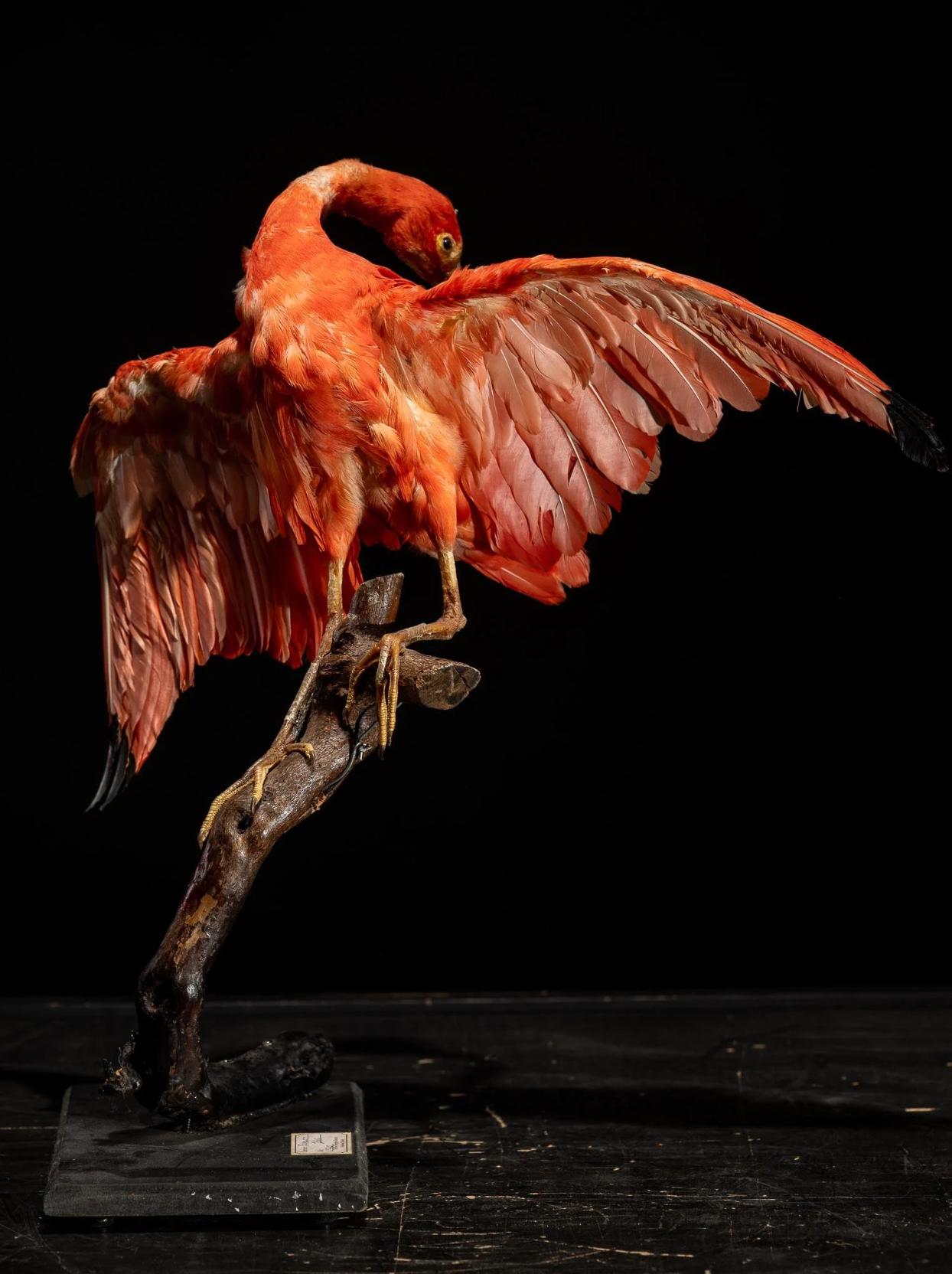 Organic Material Red Ibis old taxidermy mount in preening position, United Kingdom For Sale
