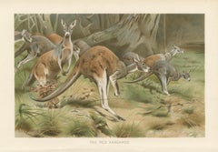 Red Kangaroo – Antique Australian Wildlife Chromolithograph, 1894