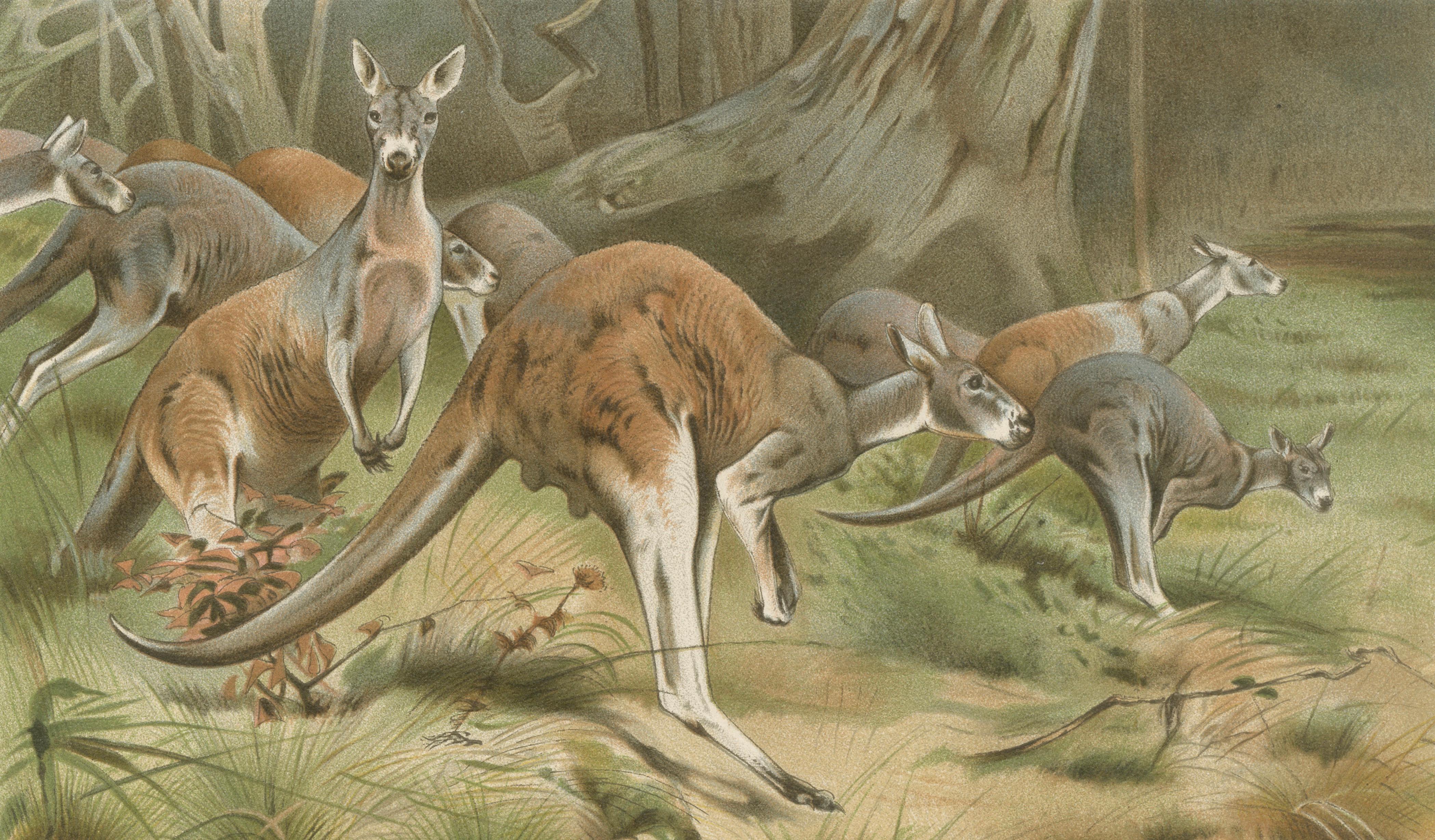 Red Kangaroo – Antique Australian Wildlife Chromolithograph, 1894