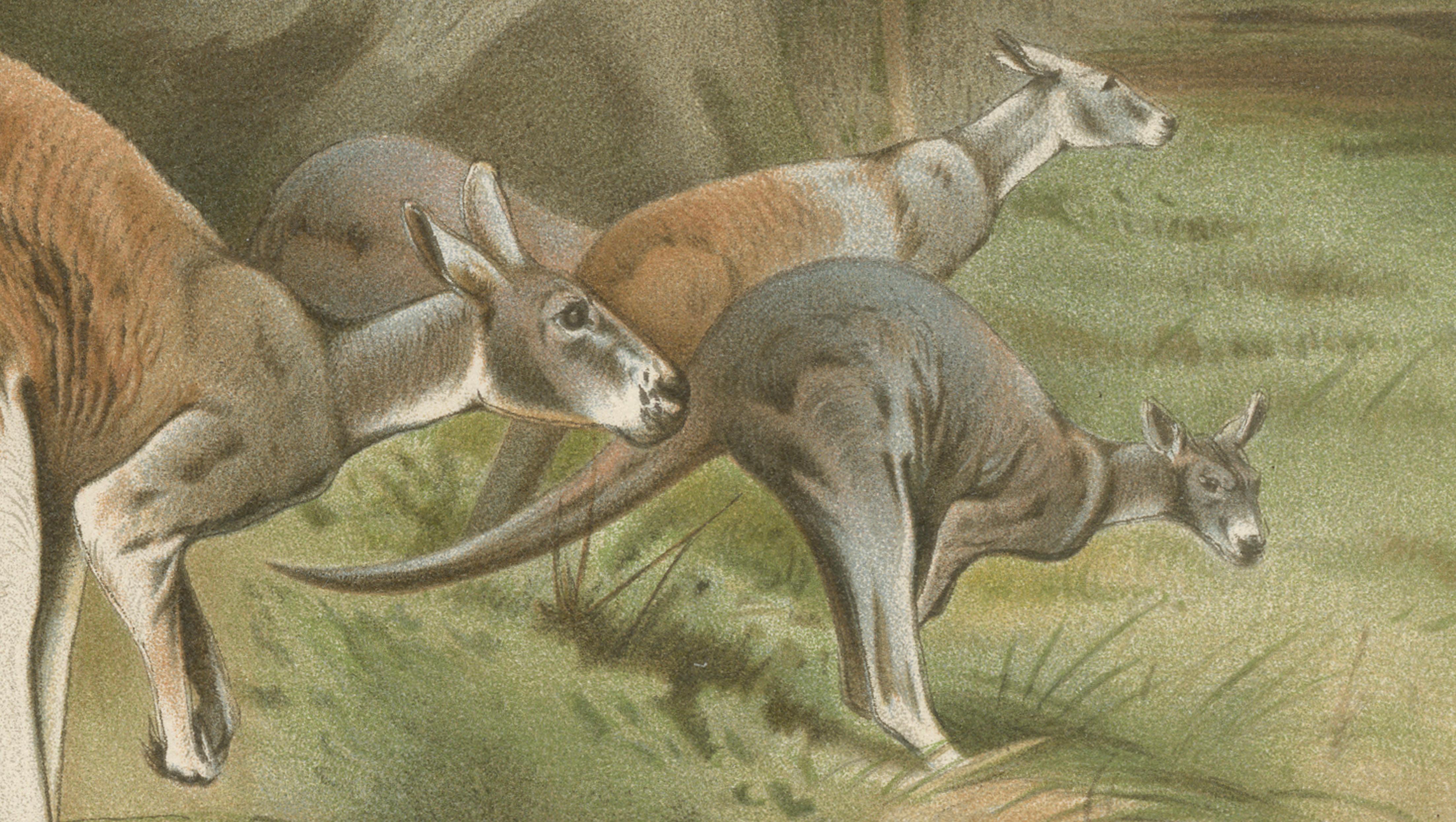Red Kangaroo – Antique Australian Wildlife Chromolithograph, 1894