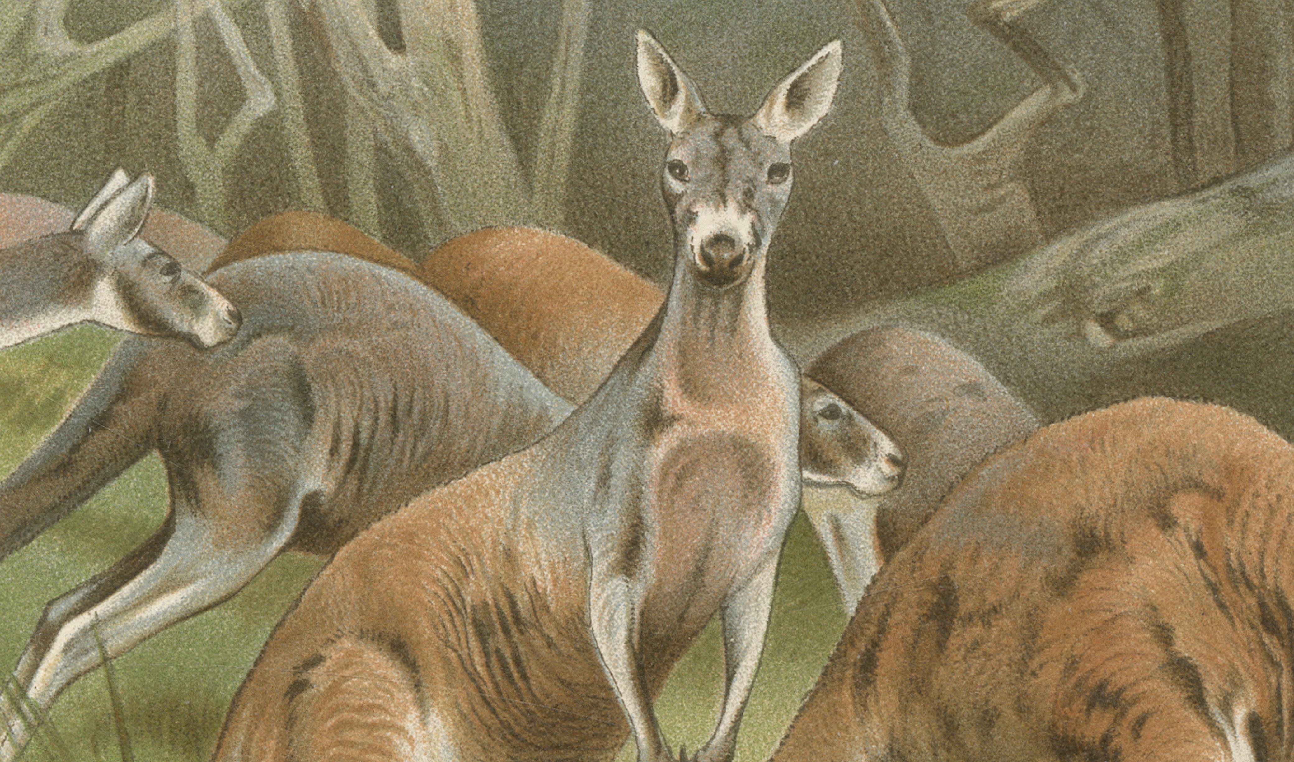 Red Kangaroo – Antique Australian Wildlife Chromolithograph, 1894