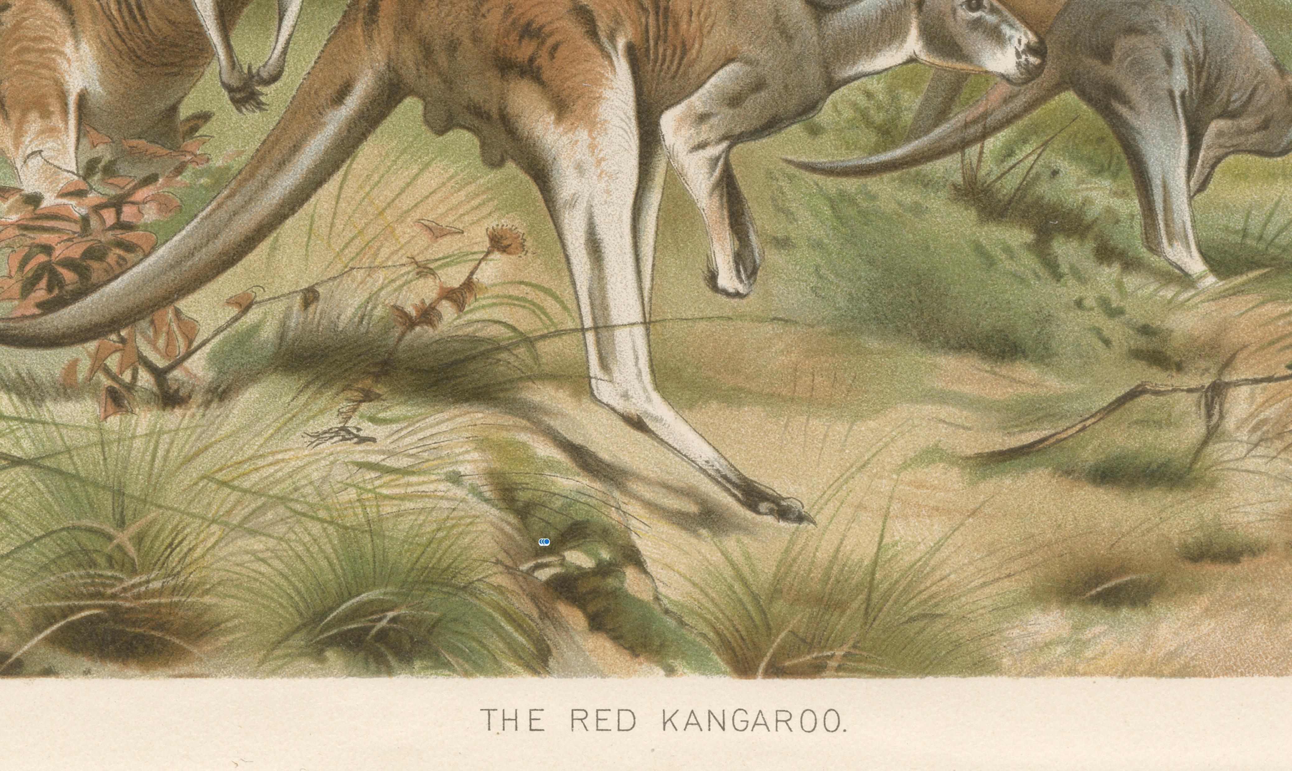 Red Kangaroo – Antique Australian Wildlife Chromolithograph, 1894