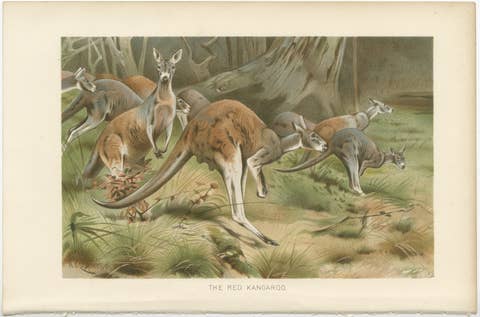 Red Kangaroo – Antique Australian Wildlife Chromolithograph, 1894