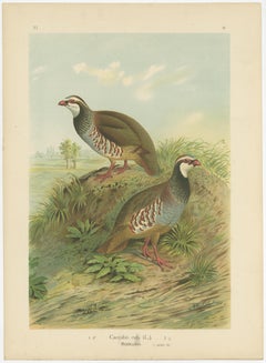 Red-Legged Partridge Pair – Antique Bird Chromolithograph, Caccabis Rufa c.1880