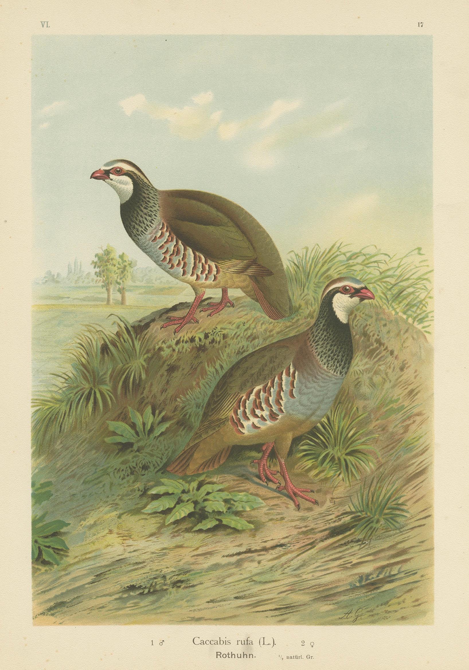 Red-Legged Partridge Pair – Antique Bird Chromolithograph, Caccabis Rufa c.1880
