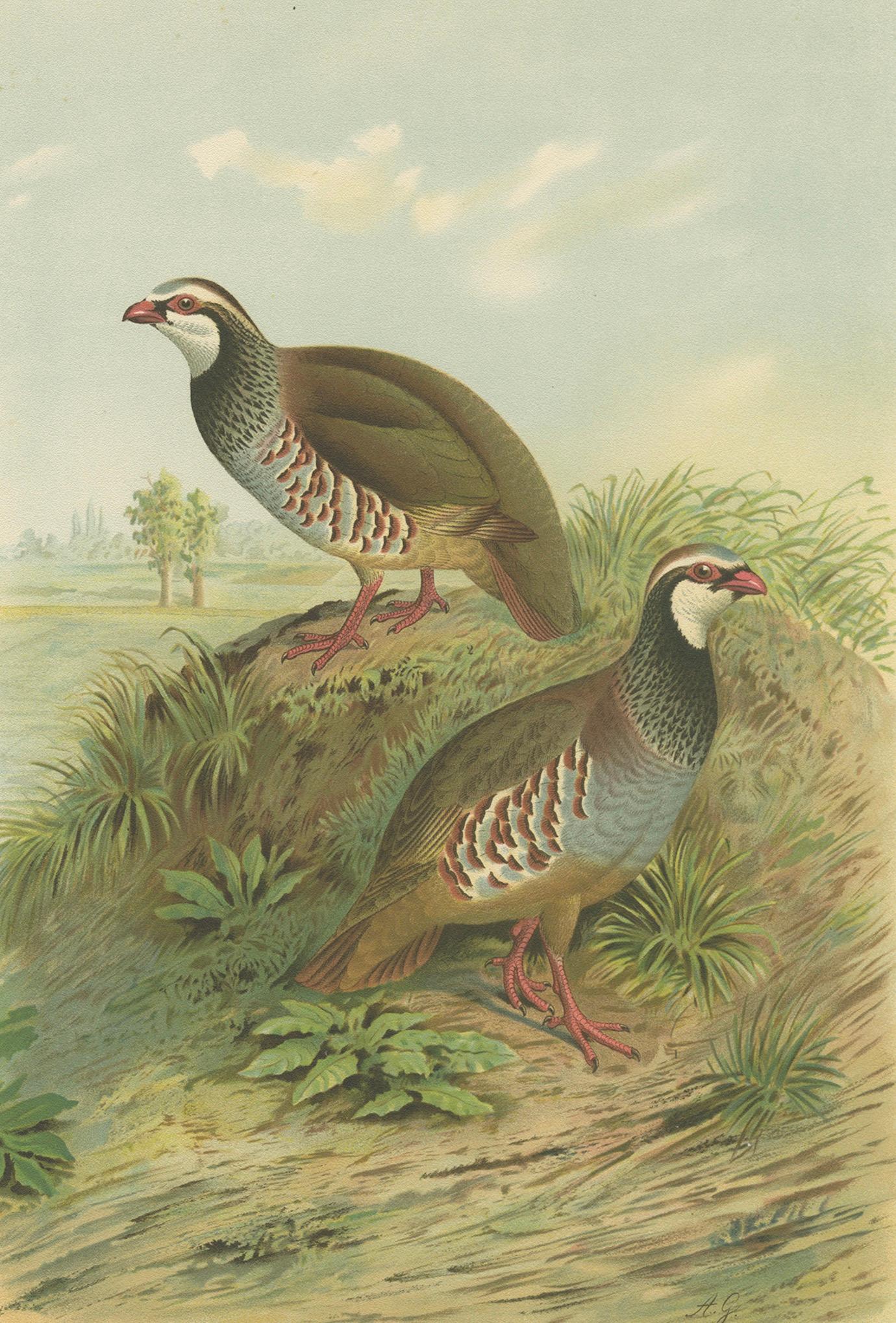 Red-Legged Partridge Pair – Antique Bird Chromolithograph, Caccabis Rufa c.1880