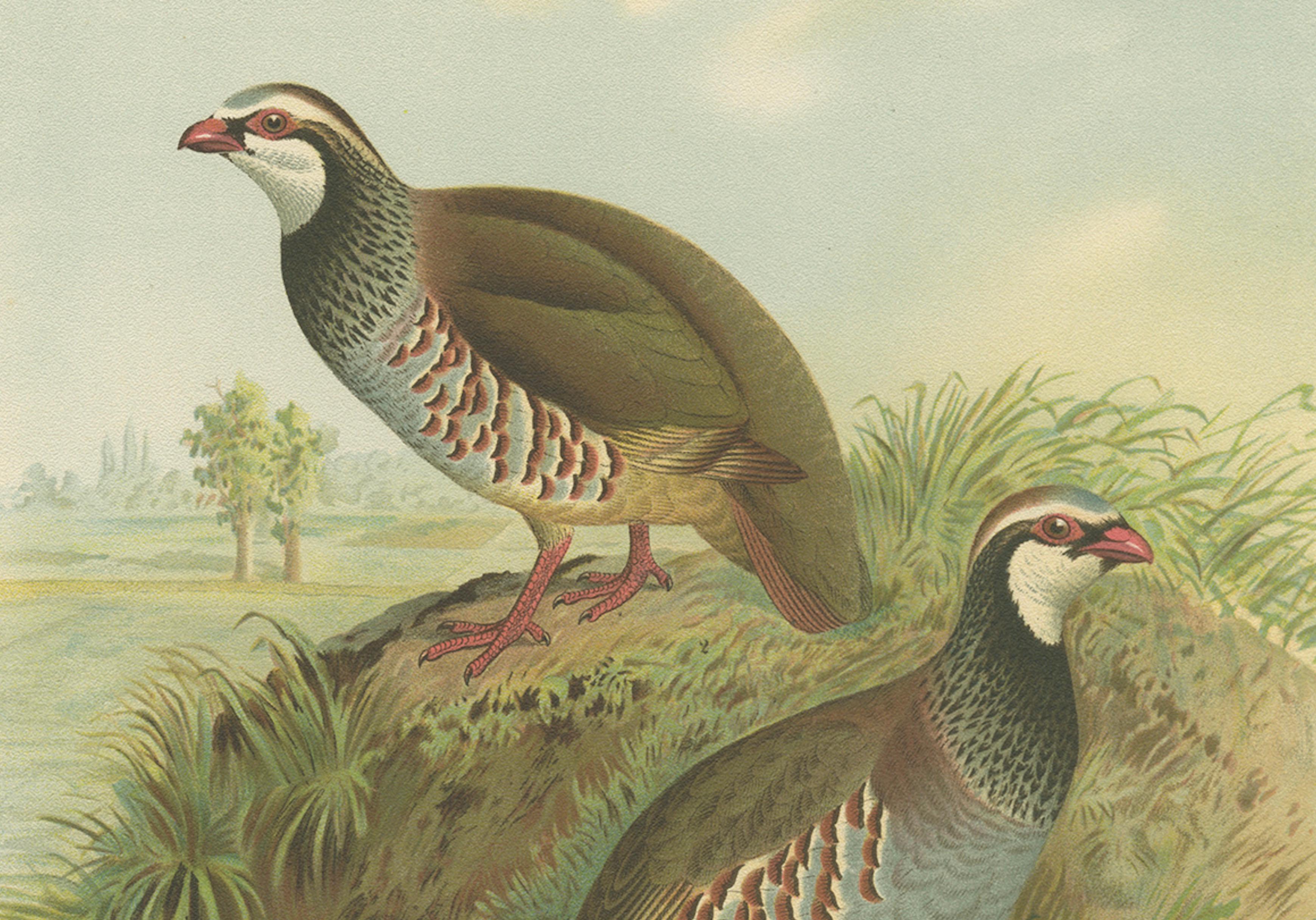 Red-Legged Partridge Pair – Antique Bird Chromolithograph, Caccabis Rufa c.1880