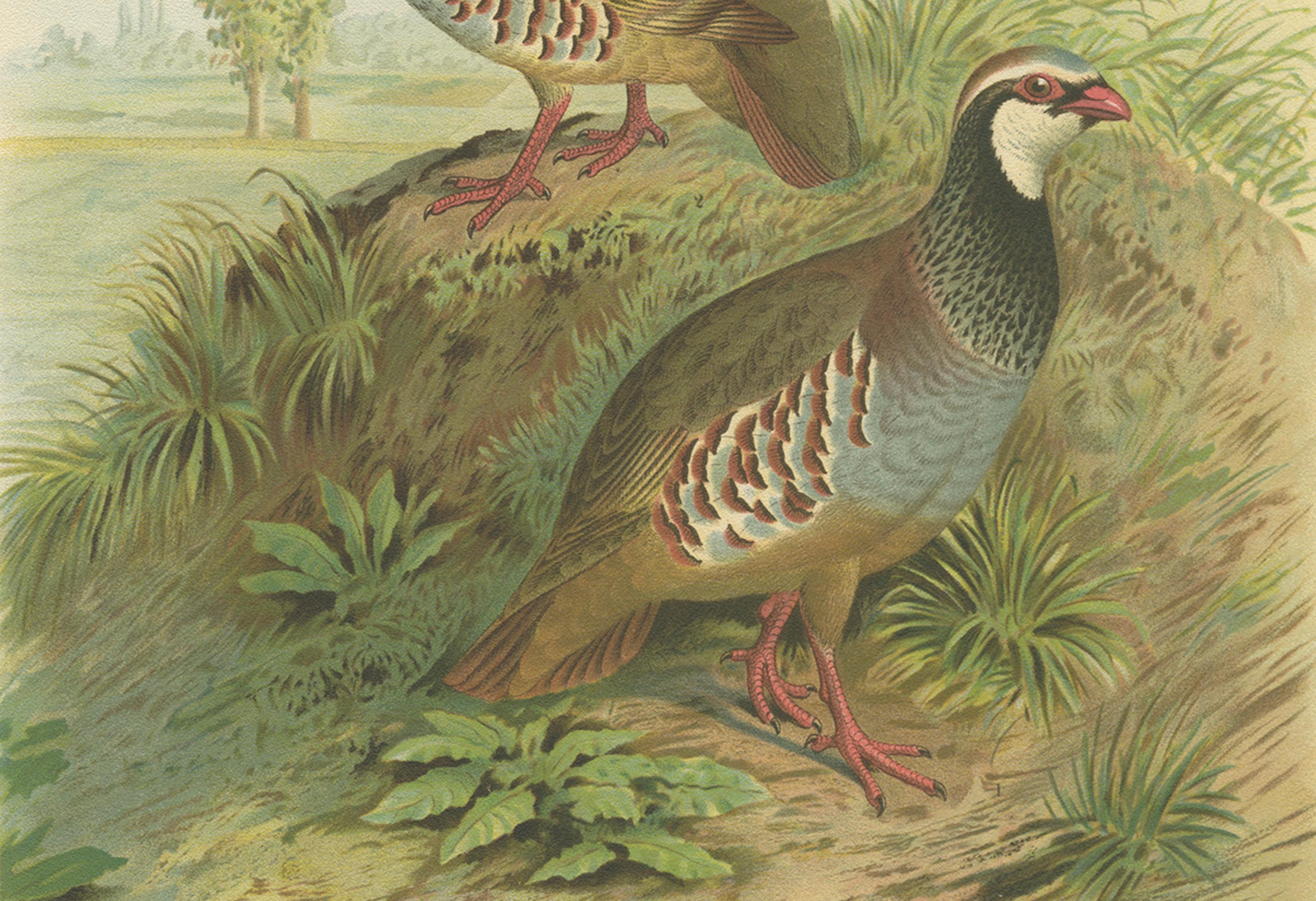 Red-Legged Partridge Pair – Antique Bird Chromolithograph, Caccabis Rufa c.1880