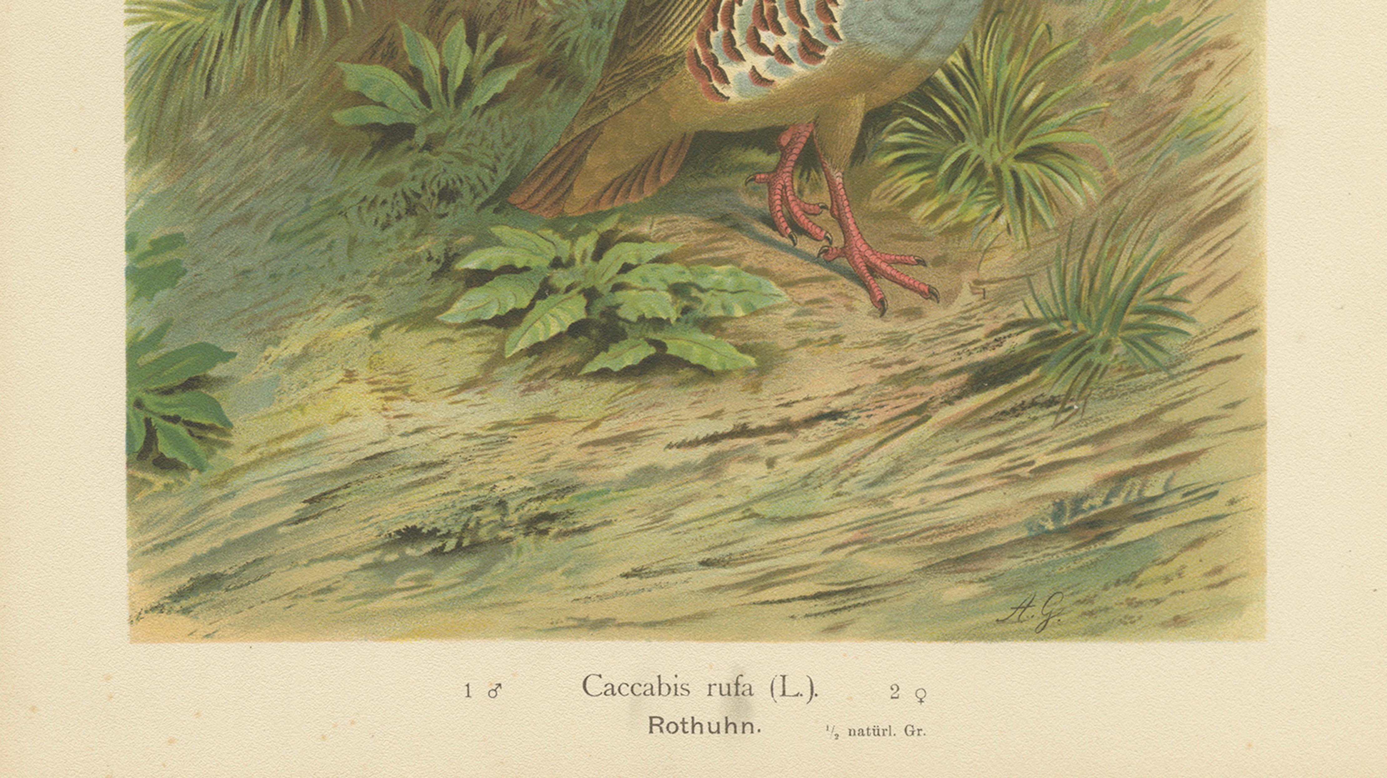 Red-Legged Partridge Pair – Antique Bird Chromolithograph, Caccabis Rufa c.1880