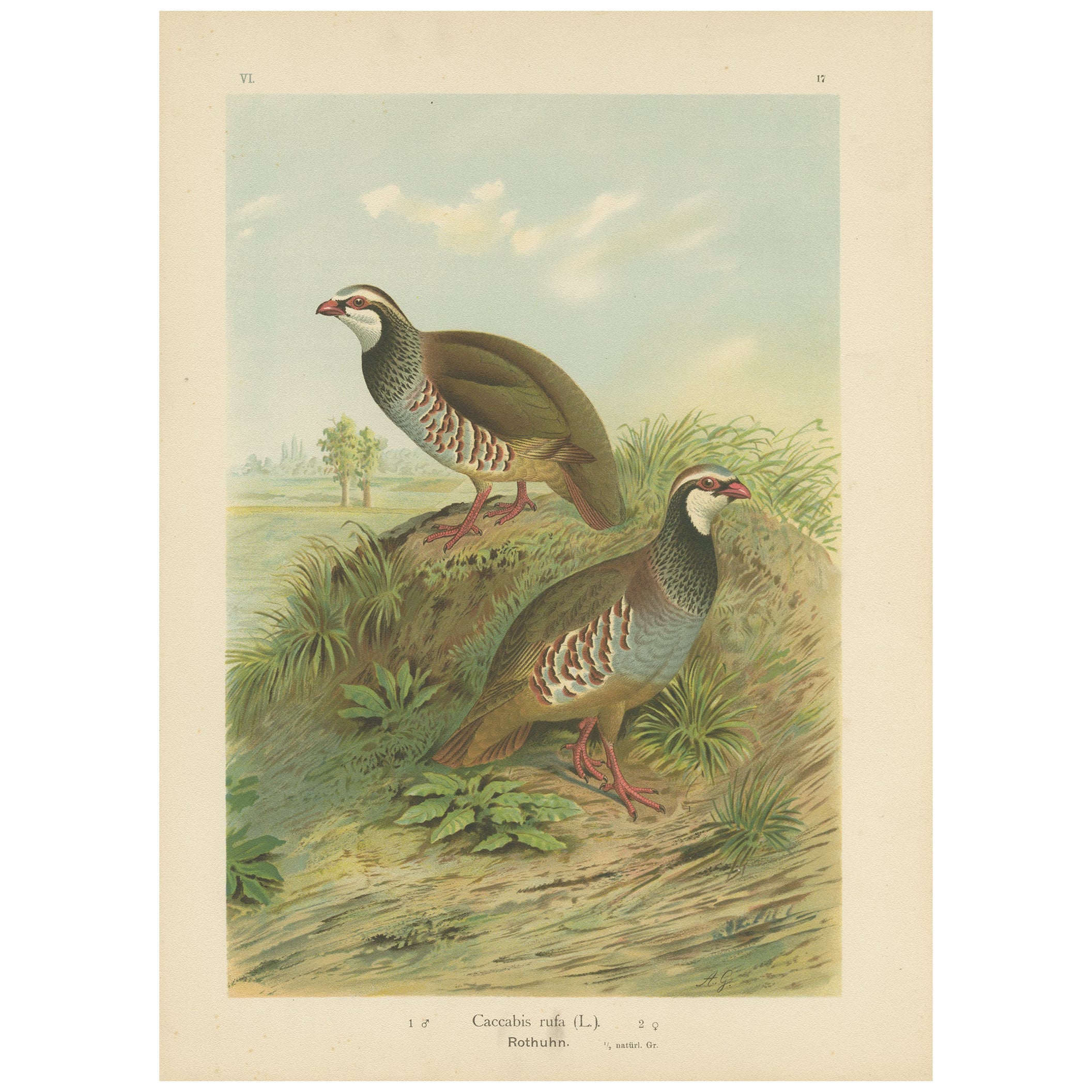Red-Legged Partridge Pair – Antique Bird Chromolithograph, Caccabis Rufa c.1880