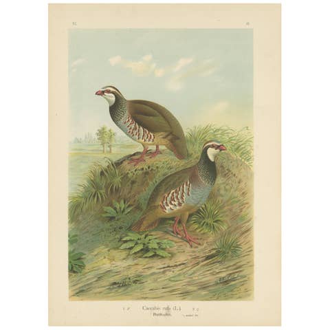 Red-Legged Partridge Pair – Antique Bird Chromolithograph, Caccabis Rufa c.1880